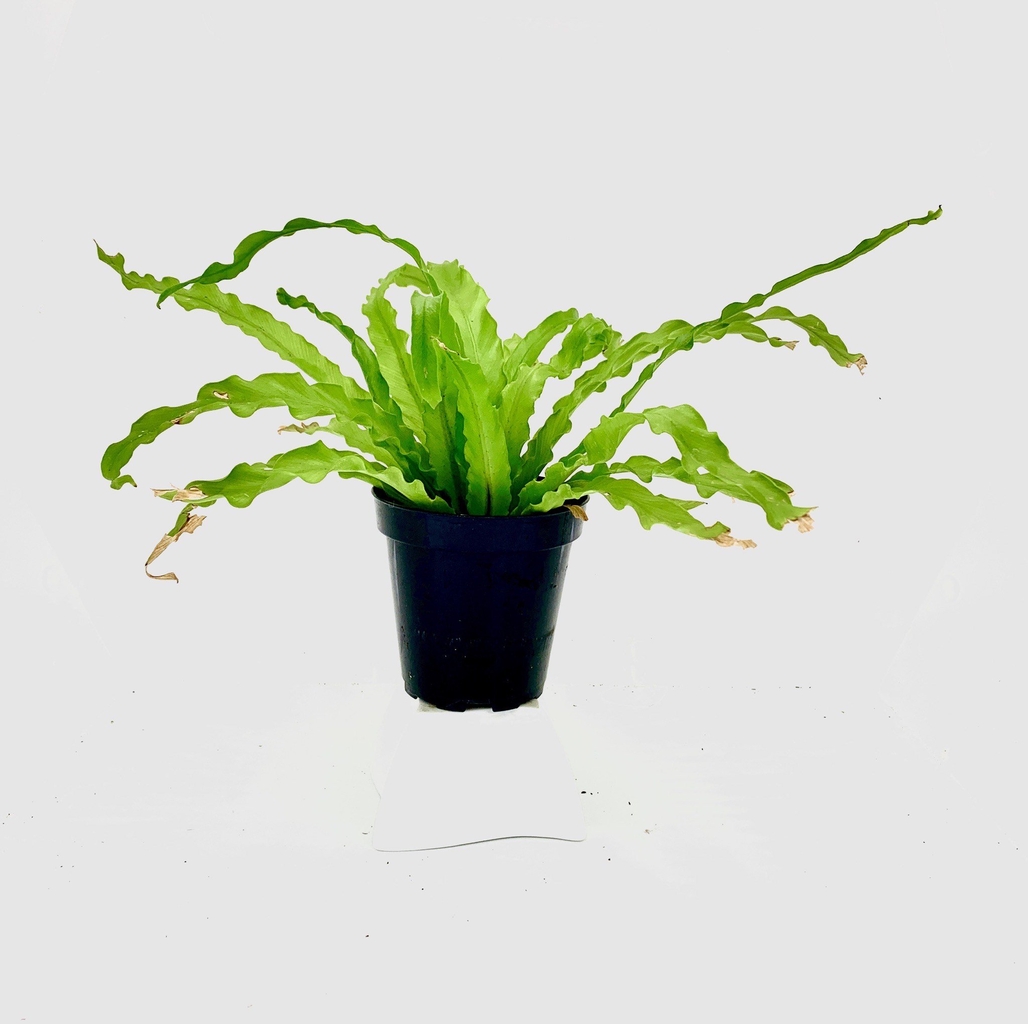 Birds Nest Fern.jpeg