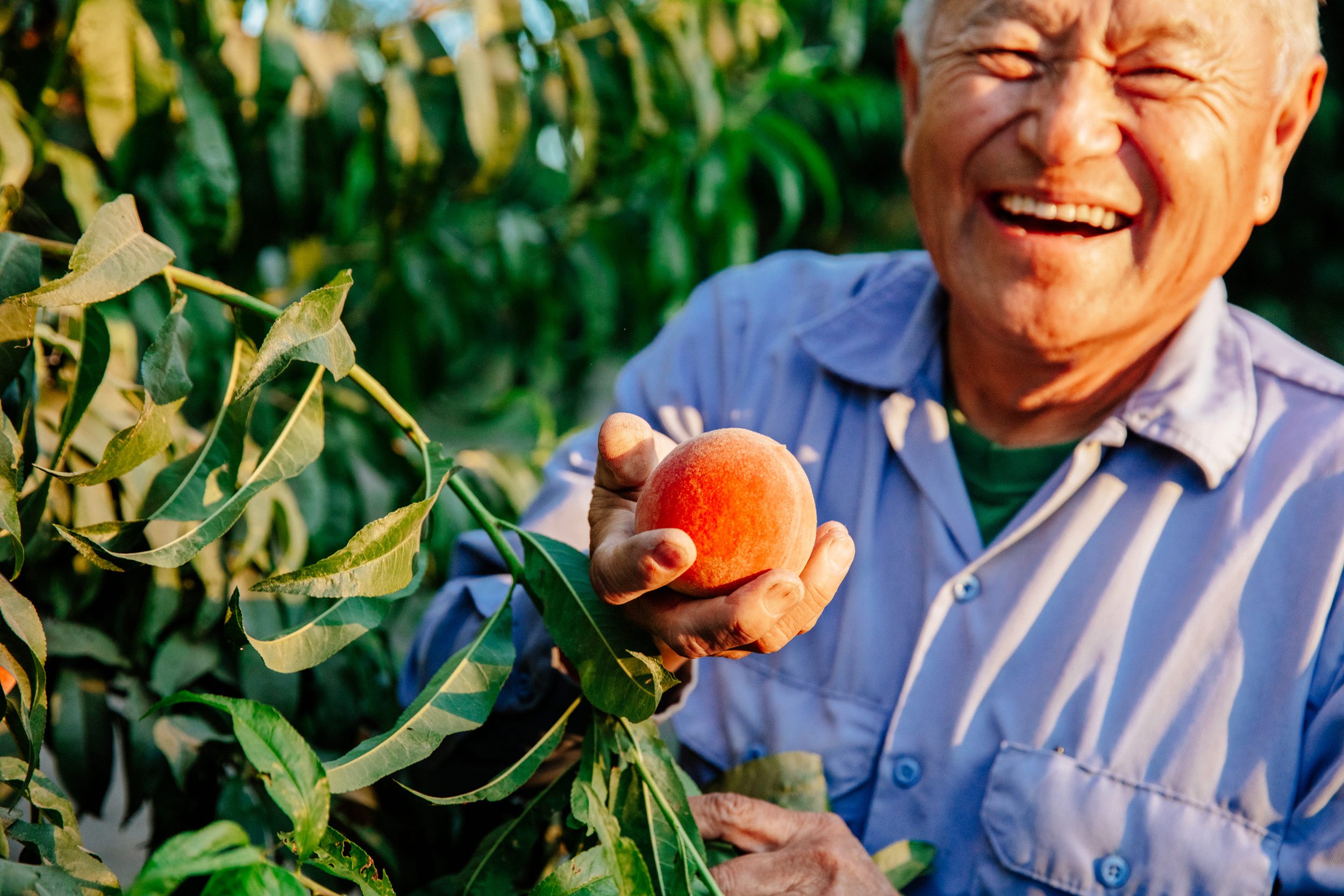 Family Tree Farms - Peaches