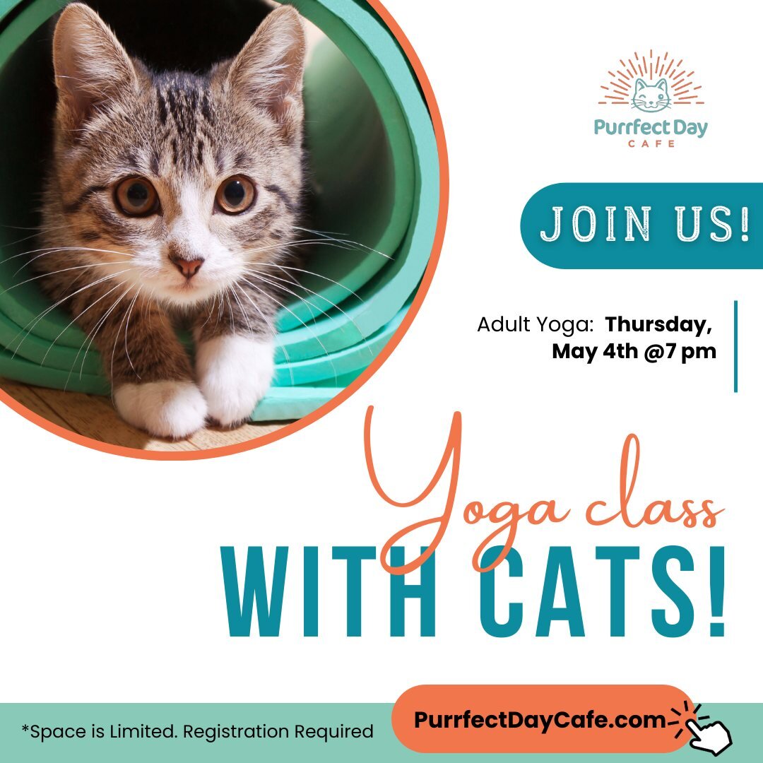 Meow-ga alert! 🐾 Get ready for this week's Yoga with Cats class! 🌷 Only a few spots left! 🧘&zwj;♀️🐈 

Not only will you get in shape, but you'll also have a chance to relax and unwind with some feline friends. Don't miss out on the ultimate Sprin