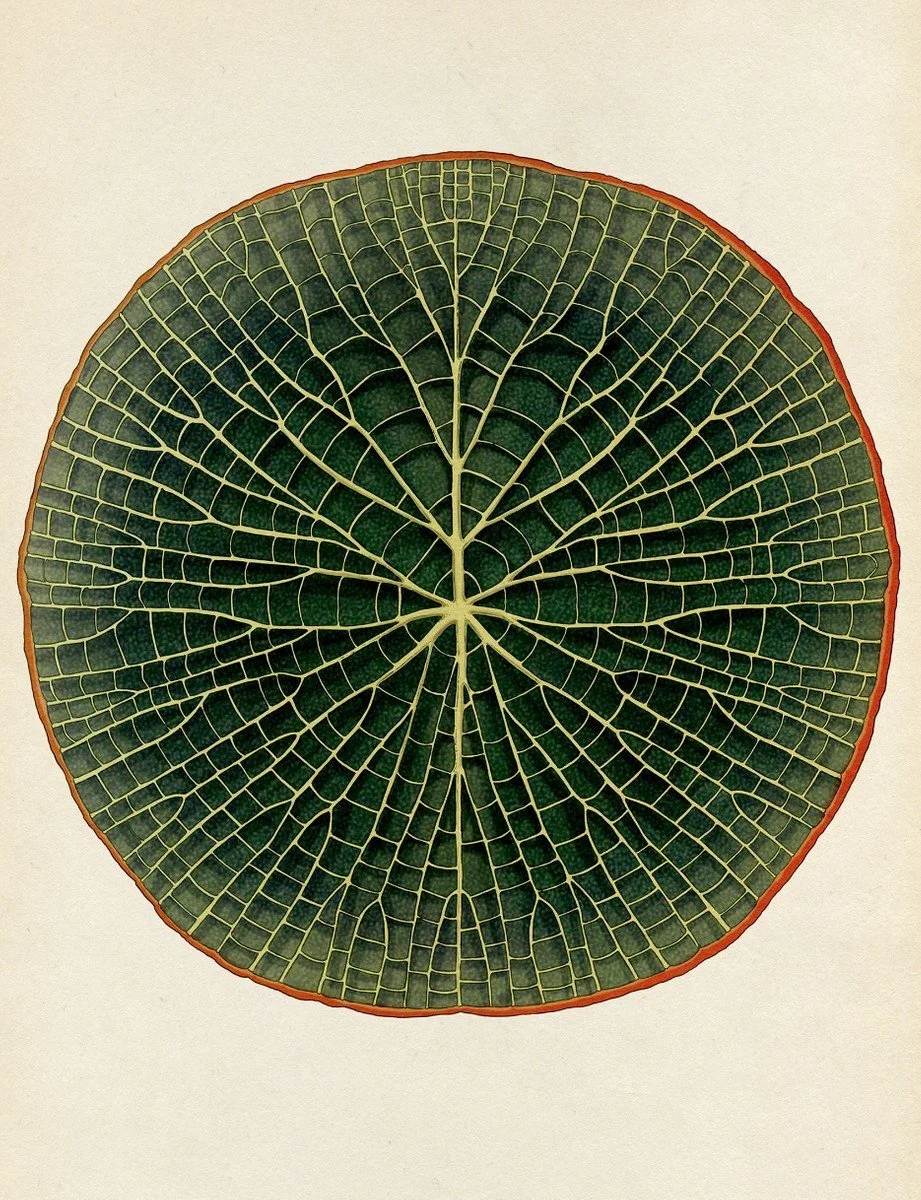 An archival image showing a circular image of a green leaf with yellow veins branching out from the center to the outer edges.