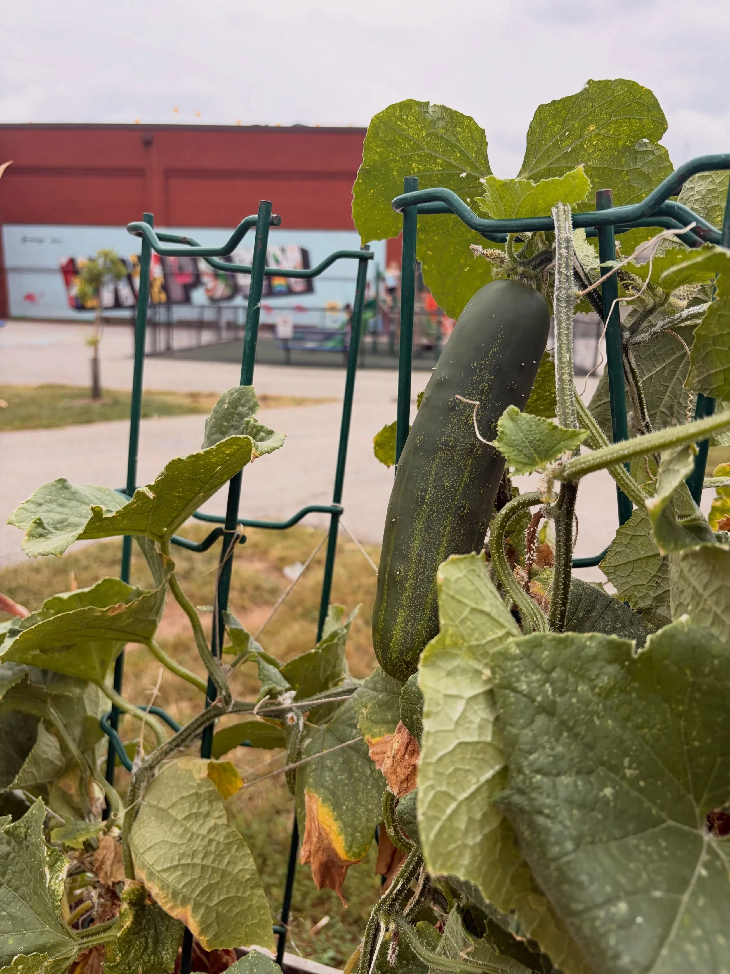 The weather is looking just right for Blue Pit bbq tonight! Please come out for the last restaurant event of September. See you there! 

Some garden treasures from our outdoor classroom, and everyone&rsquo;s favorite tree in the photos. Garden Day is