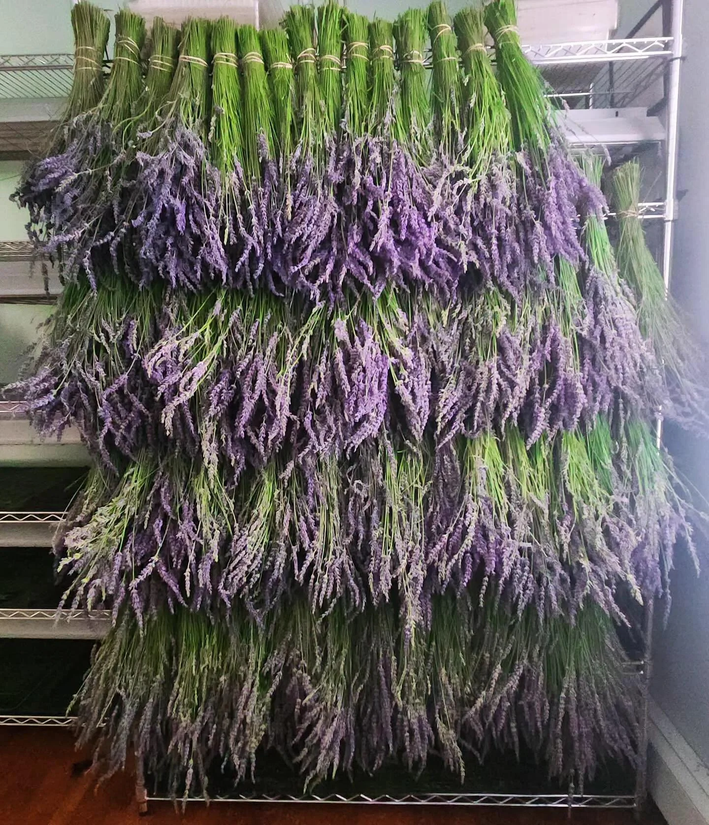 Look at these beautiful Lavender bunches recently harvested at Crooked Barn Flower Farm!  They are hanging to dry now but will be used later in dried flower wreaths. Crooked Barn is owned and operated by alum Elise Freda, &lsquo;83. Check out their w