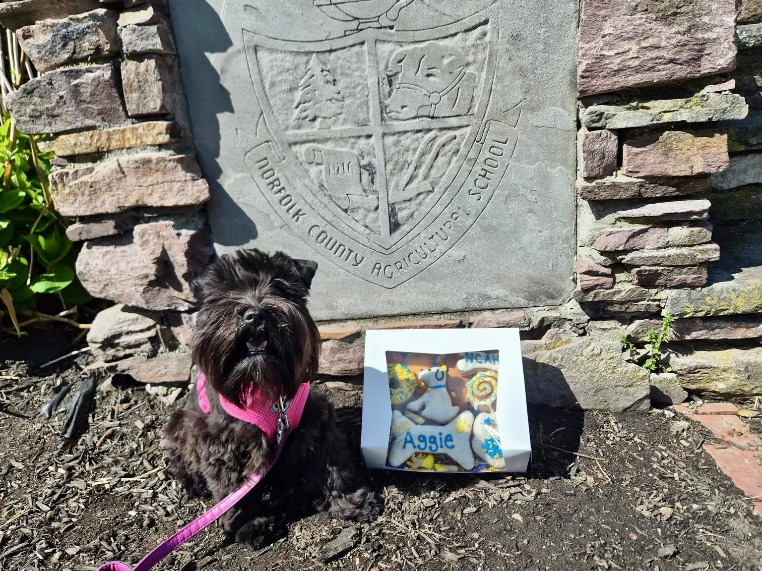 Stop by the FFA Expo and say Hi. The Alumni Association has a tent with raffles of bricks, merchandise, and two lovely dog biscuit boxes courtesy of the Four You Paws Only bakery, owned by Alumni Brian (&lsquo;84) and Kathy (&lsquo;85). Going on from