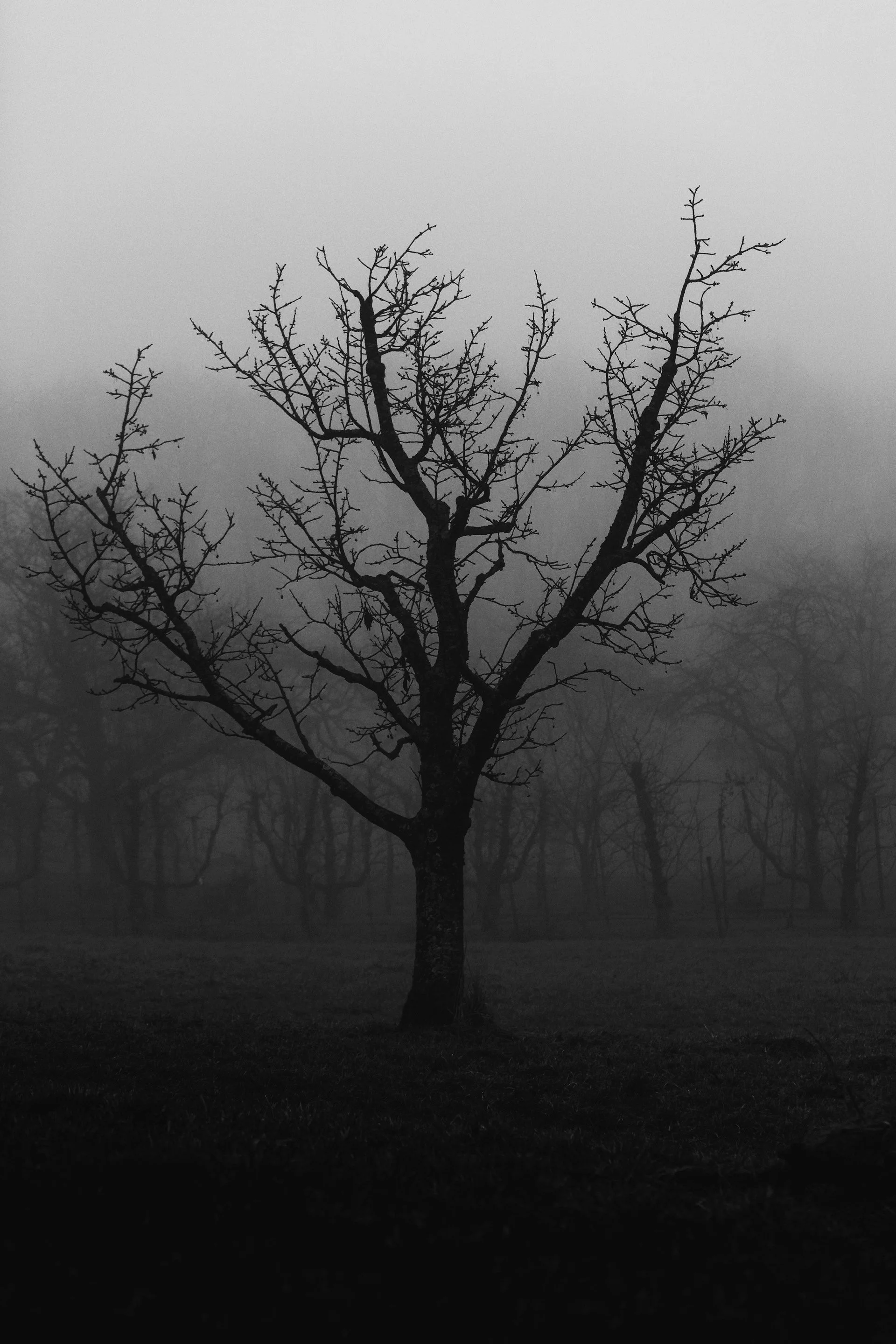 A black and white photograph of a leafless tree standing alone in a foggy landscape with more trees in the background.