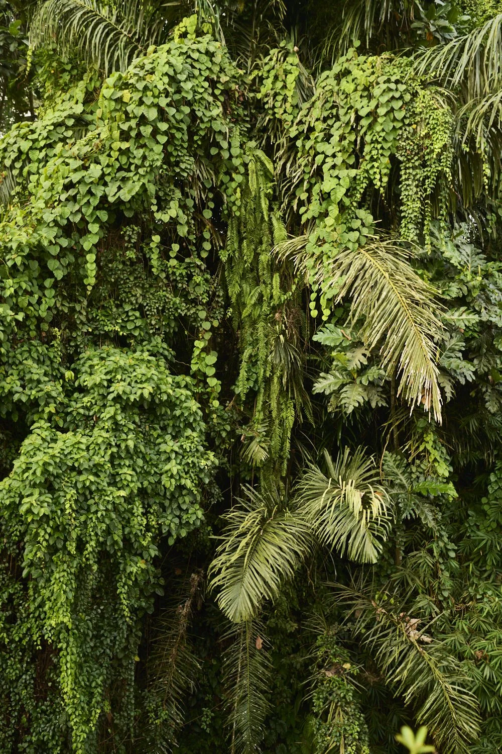 INDO25_DSC_2646.jpg