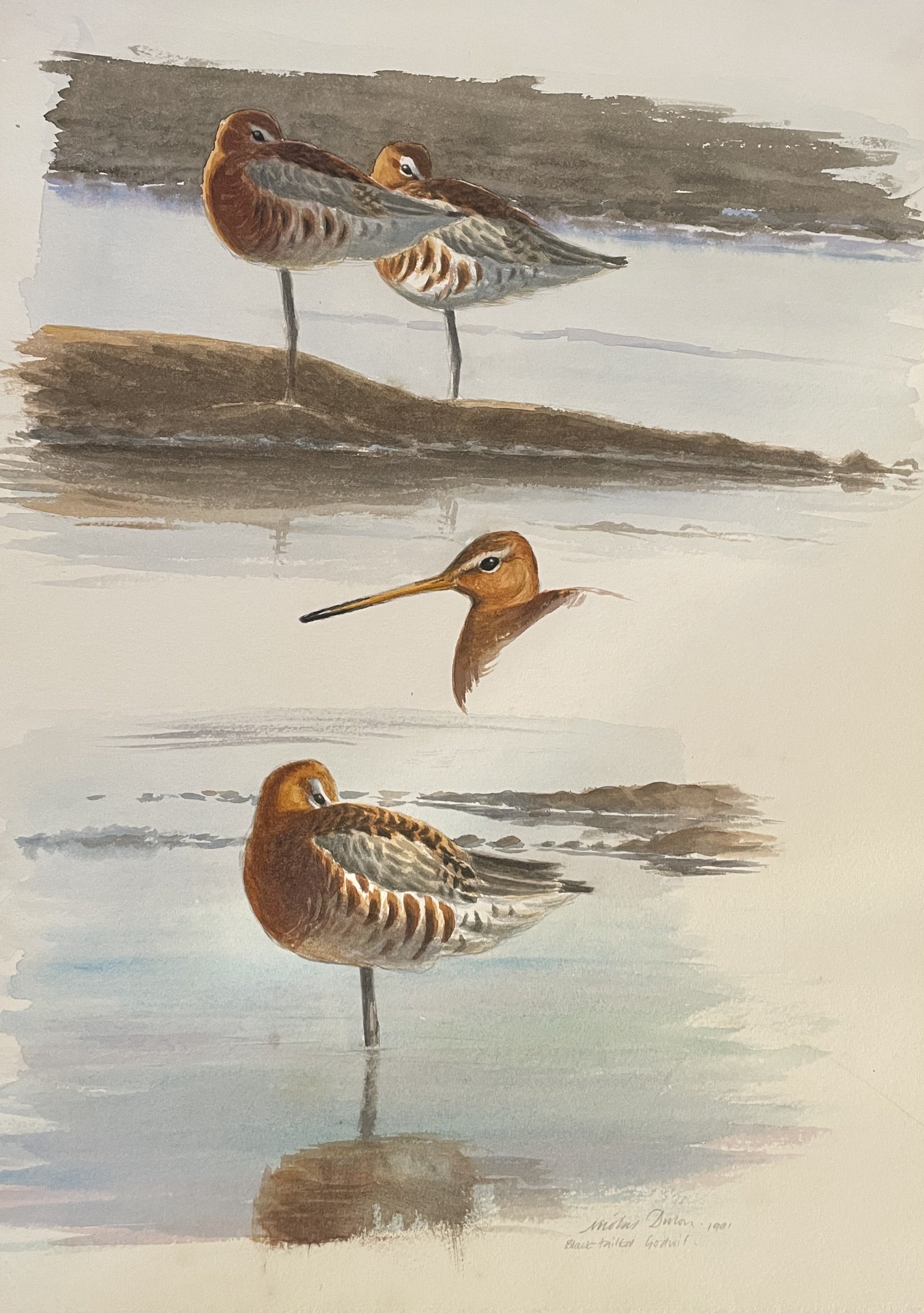 Nicolas Dillon Watercolour