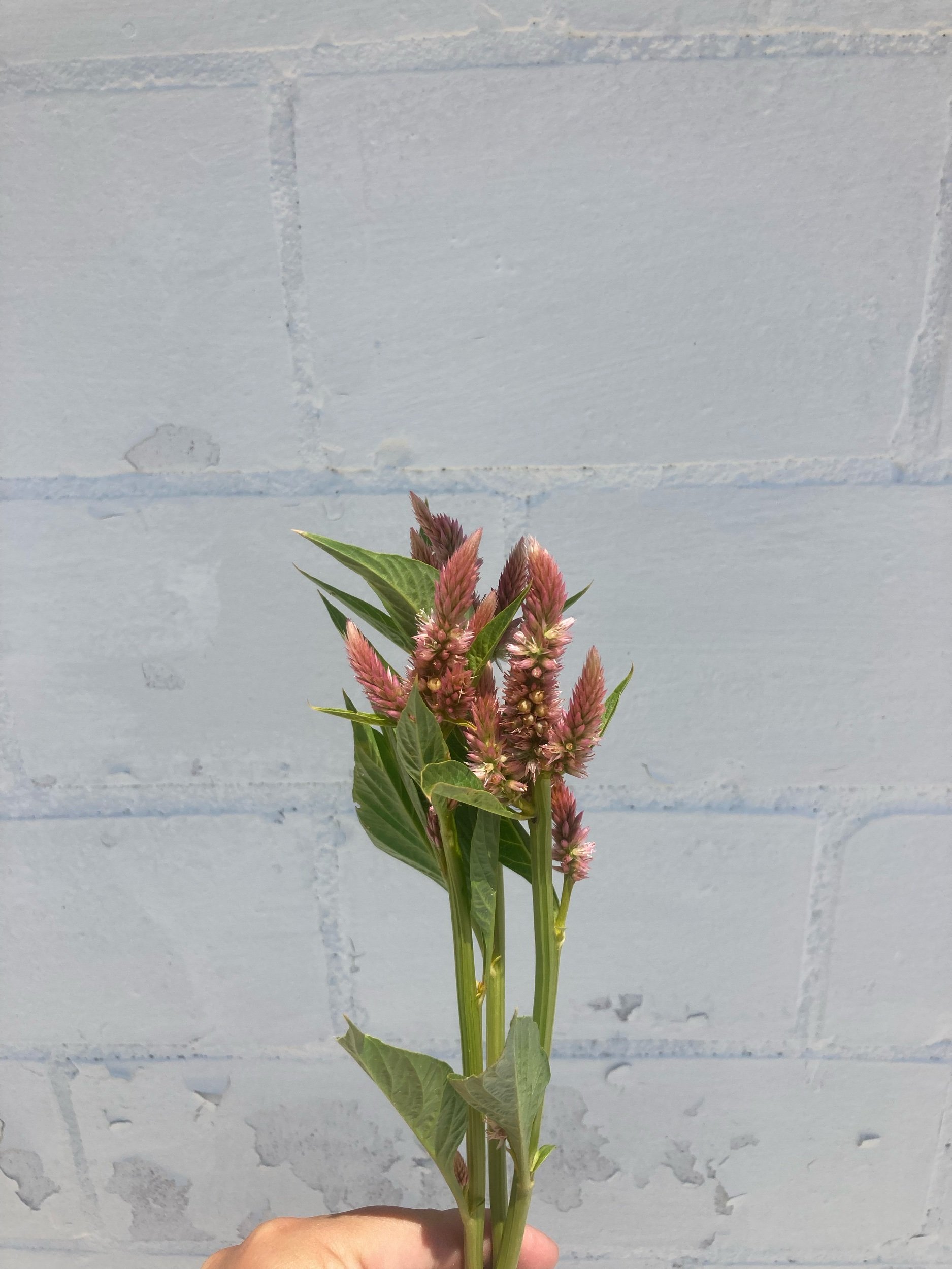 Celosia terracotta-$9/bunch