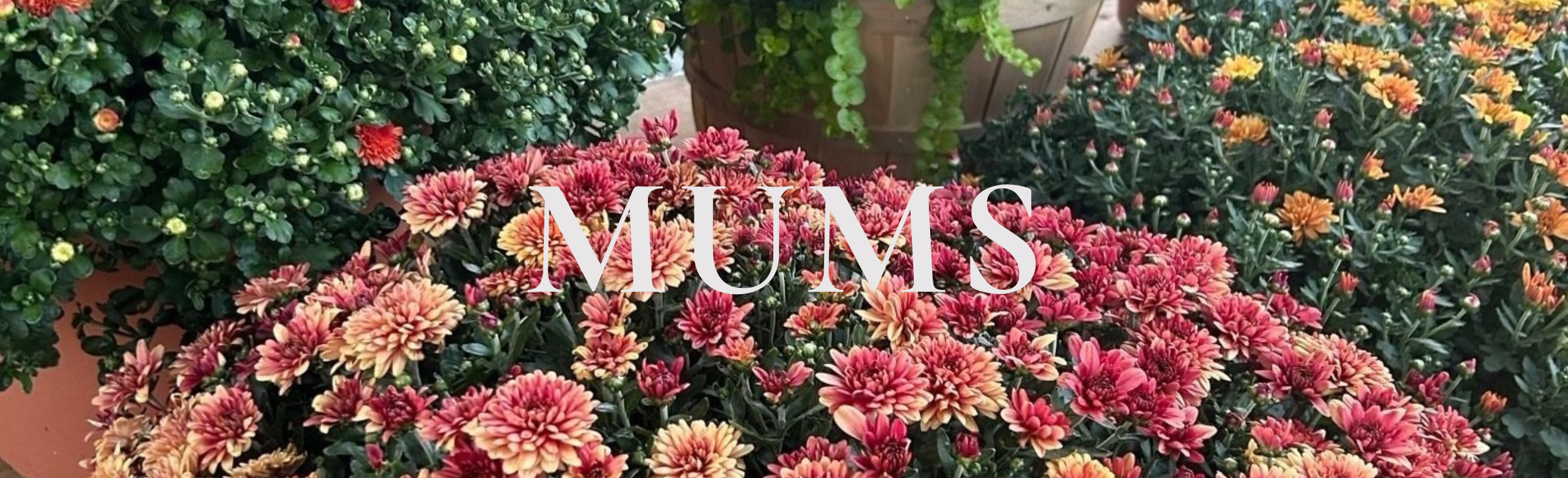 MUMS.png