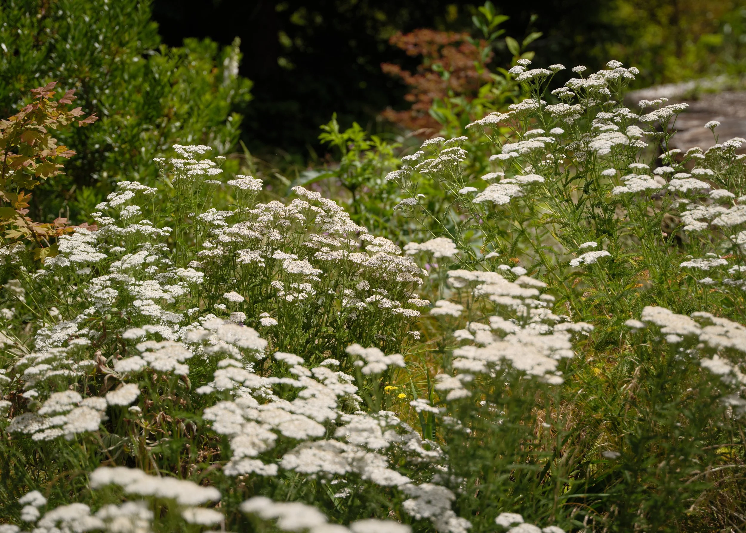 (c) Kevin Scott - Kitsap Tree Farm15344.jpg