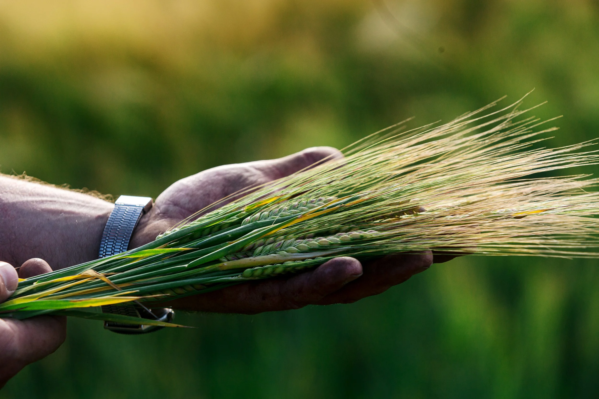 Close-up of a person's hand holding a small bundle of wheat stalks with a silver wristwatch, blurred green background.