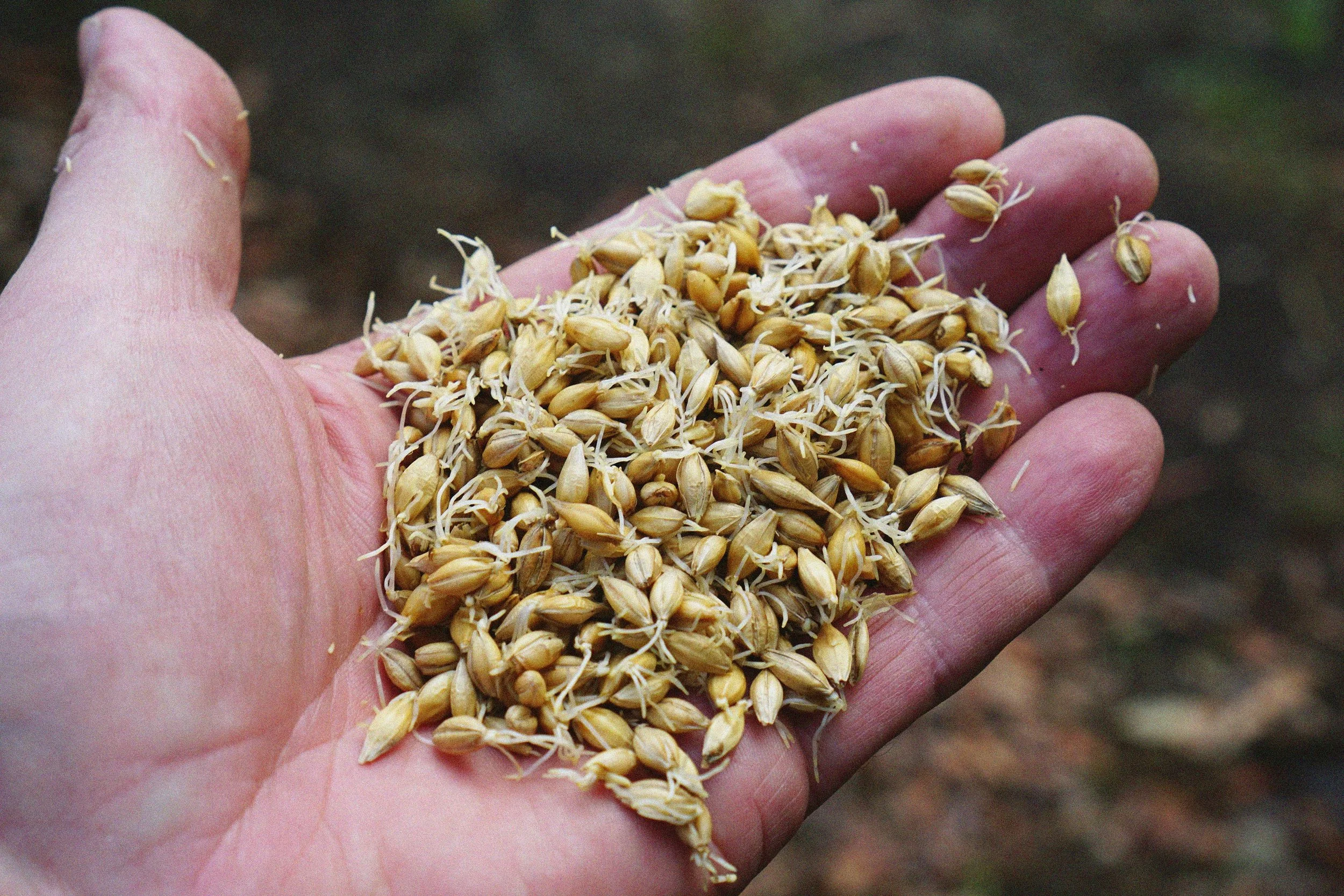 Close-up of a person's hand holding harvested grains or seeds, possibly wheat or barley.