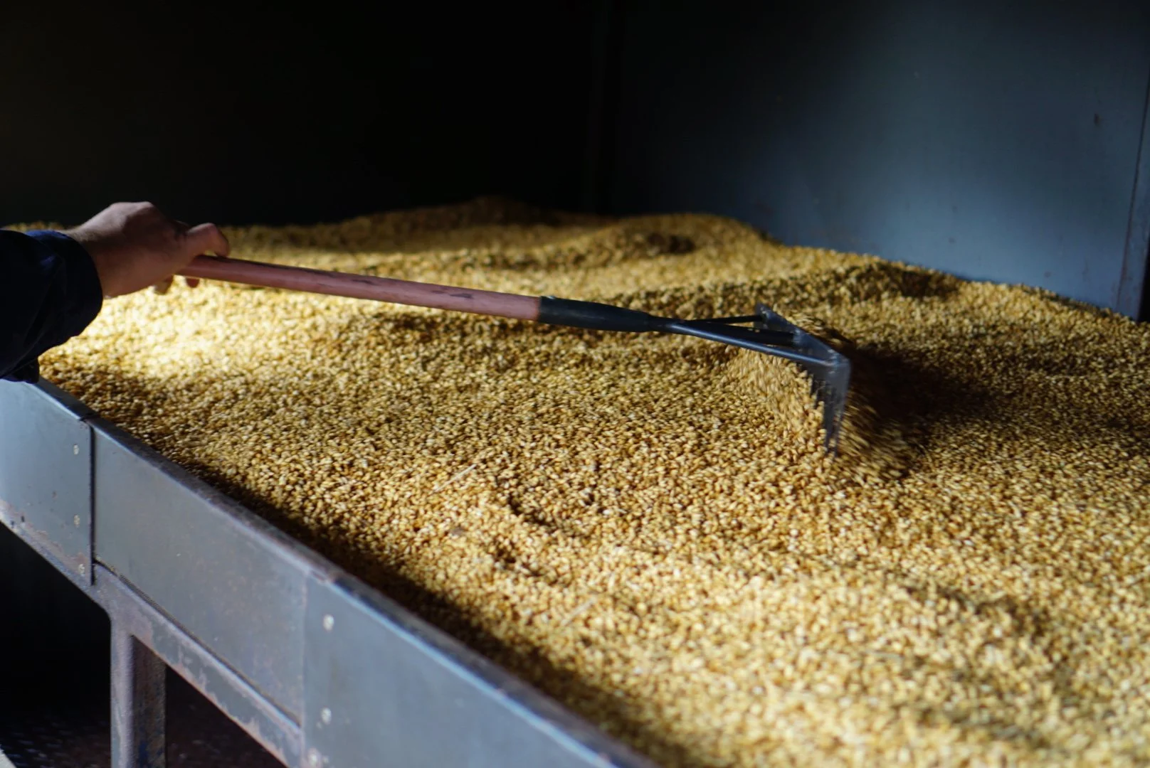Person using a shovel to stir or spread toasted grains or seeds in a large industrial metal container.