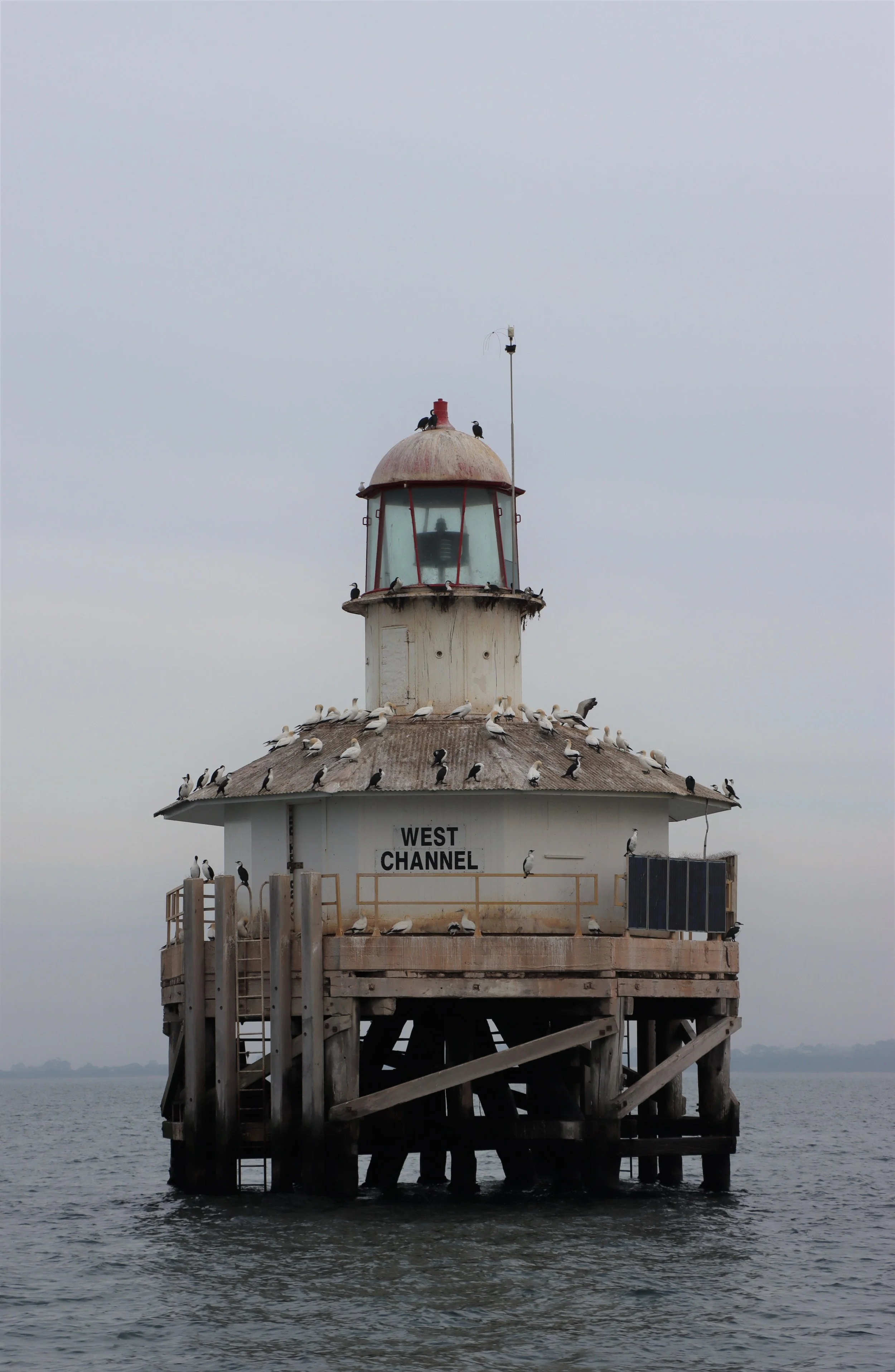 A lighthouse on a wooden pier with numerous seagulls perched on it, under a cloudy sky.