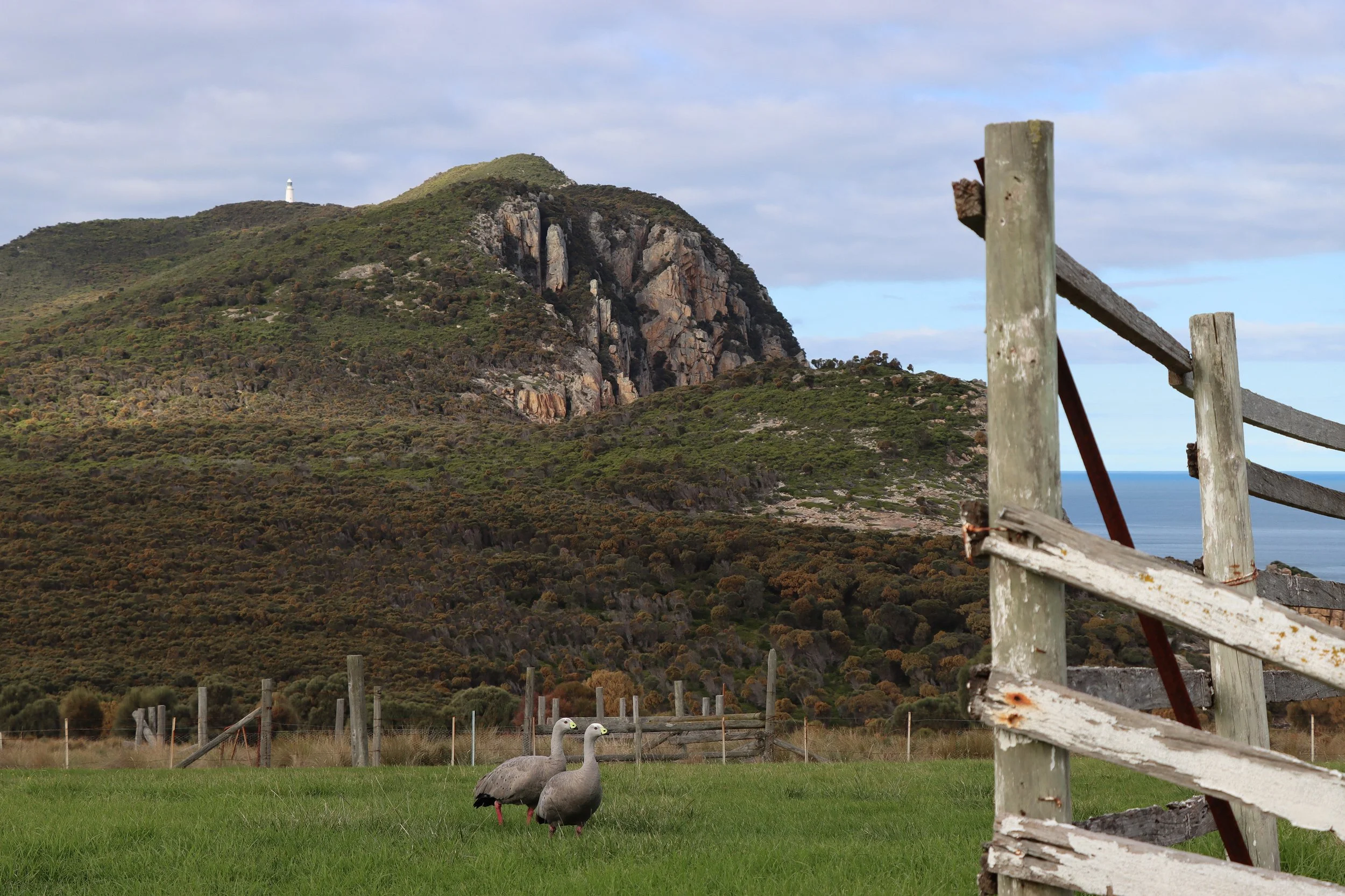 Open grassy field with two black-necked swans standing near a wooden fence. In the background, there is a hillside with dense shrubbery and rocks, and a small lighthouse on top of the hill. Old, weathered wooden fence and railing in the foreground, with some broken parts.