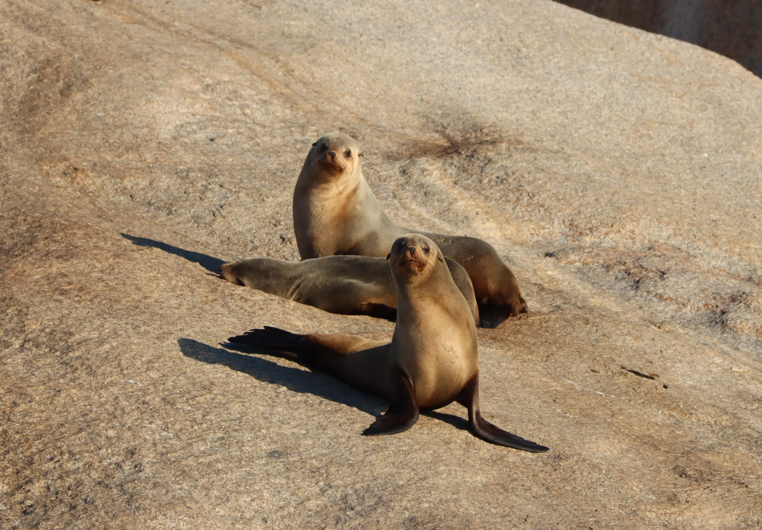 Three sea lions lying on sandy rocks under bright sunlight.