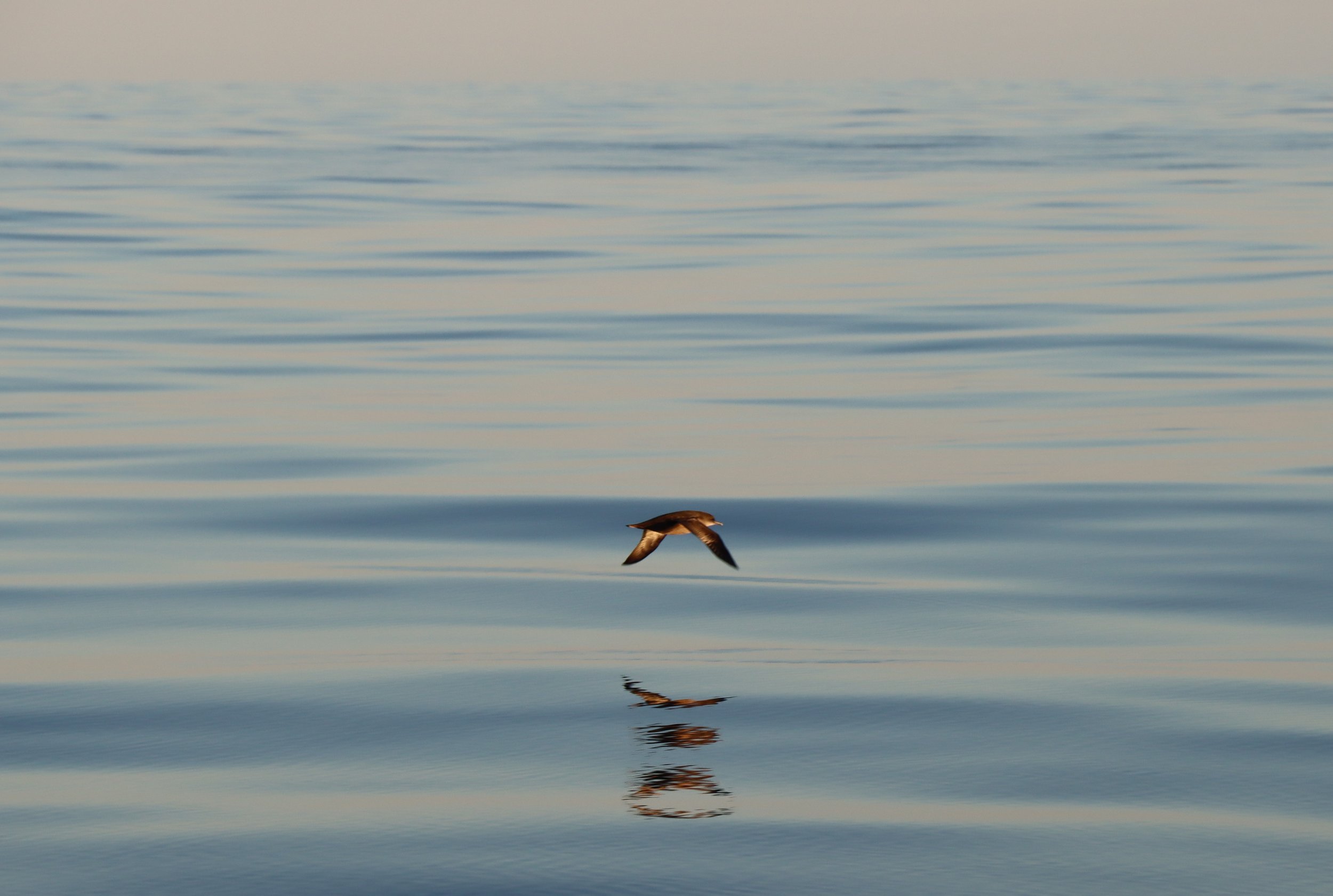 A bird flying over a calm body of water with a clear reflection.