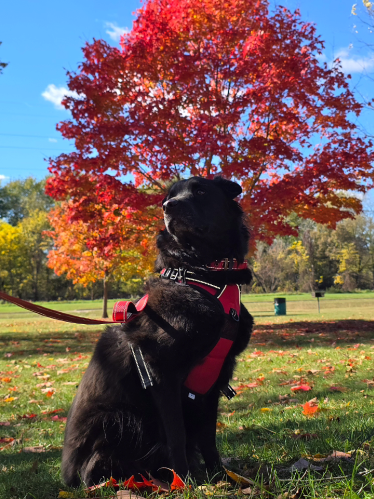 Screenshot 2026-03-16 145551.png