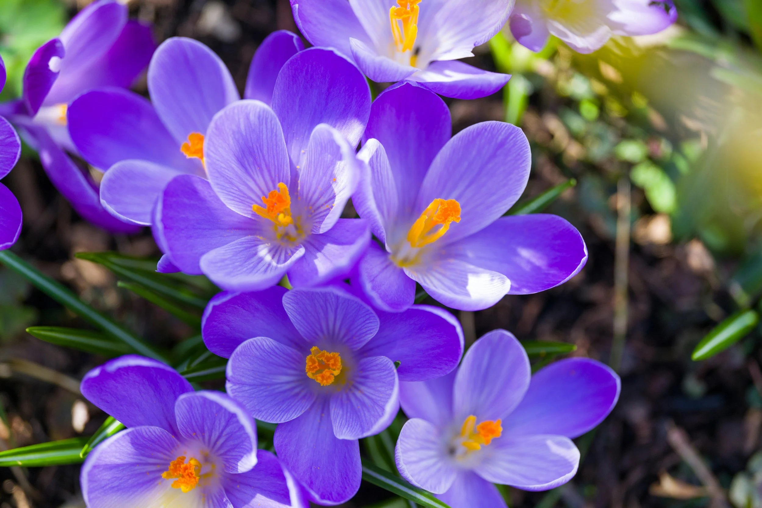 The Estrogen + Histamine Rollercoaster