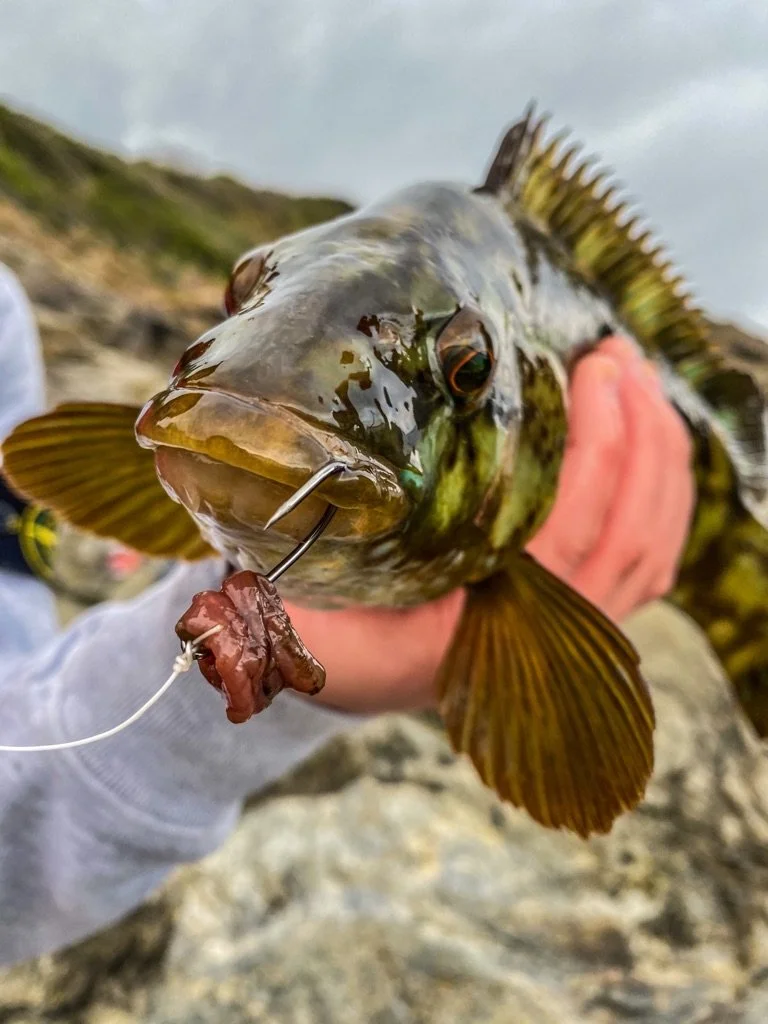 A Little Bit Of Cornish Wrassin’