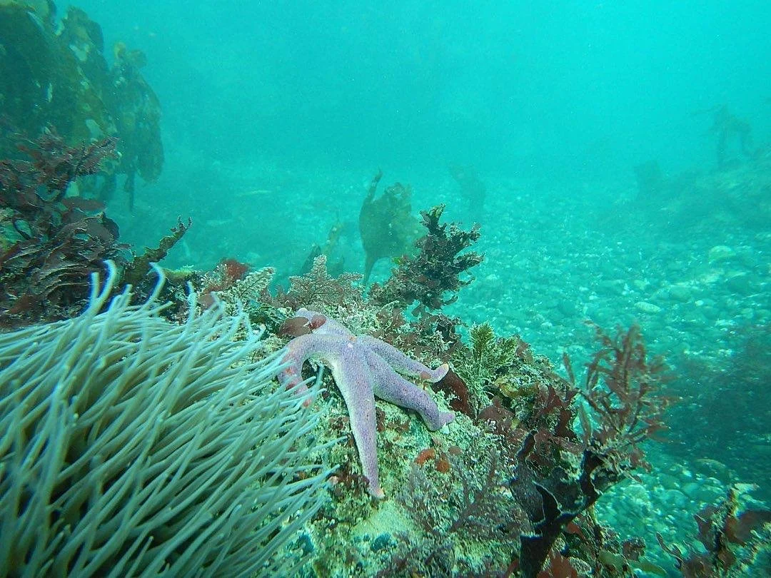 A vivid underwater shot of a starfish resting on seaweed-covered rocks, with turquoise light dancing across the scene.