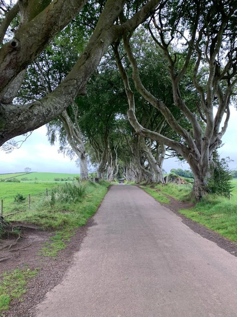 Dark Hedges