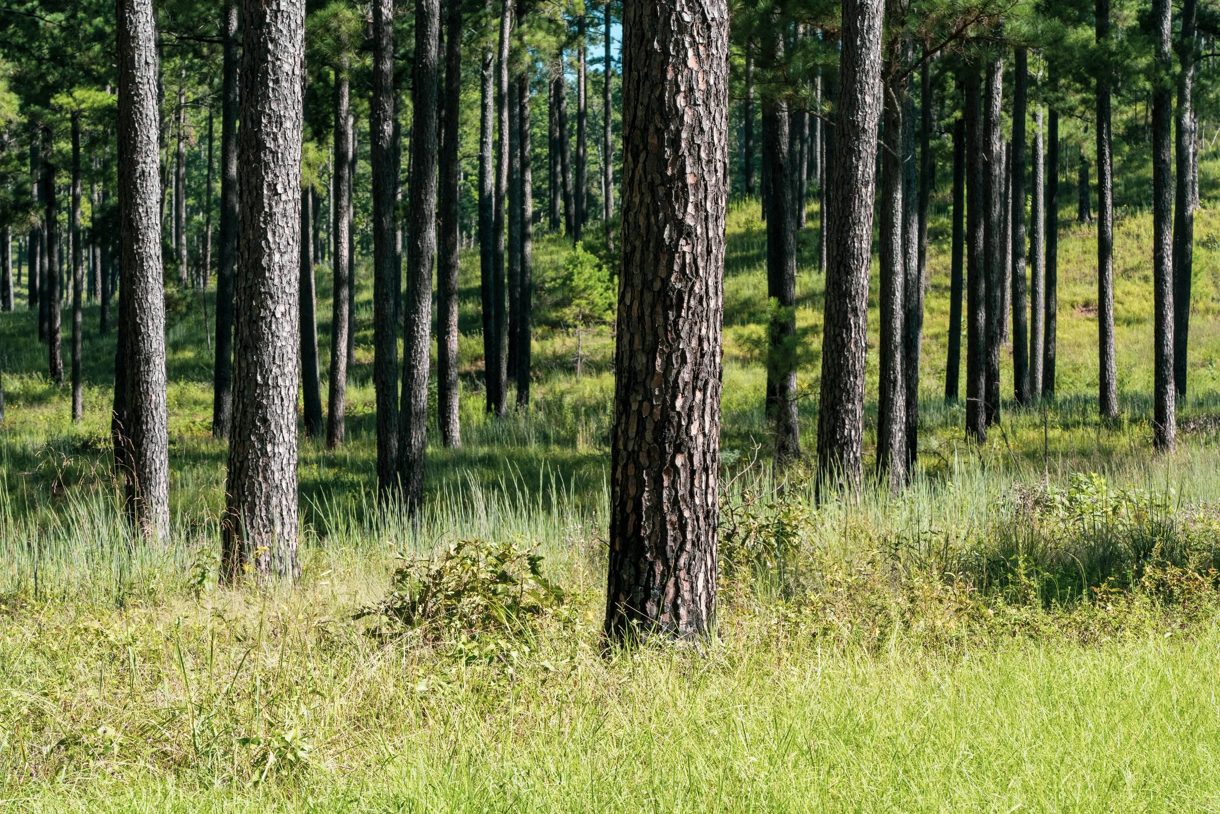 America’s Most Recyclable Resource Forests — Keeping Forests