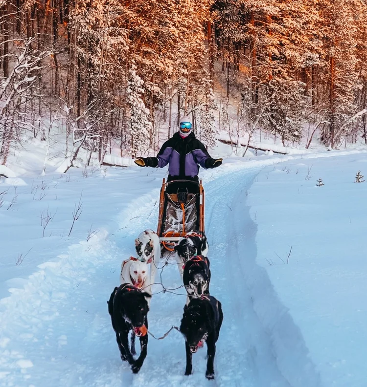 THE TRUTH ABOUT DOG SLEDDING IN FINLAND