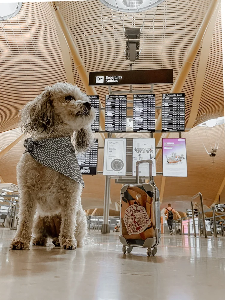 Flying with a Dog for the First Time