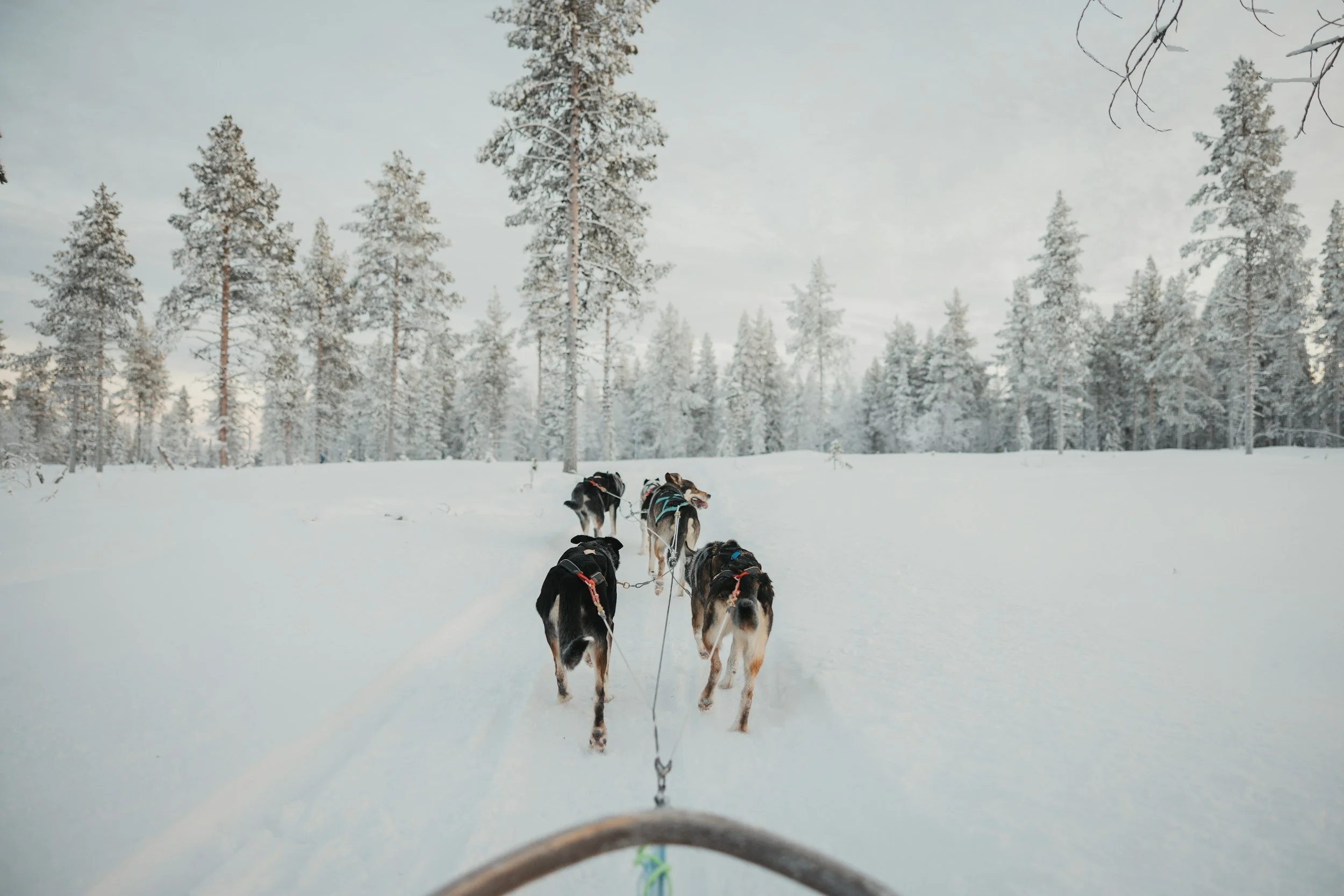 THE TRUTH ABOUT DOG SLEDDING IN FINLAND