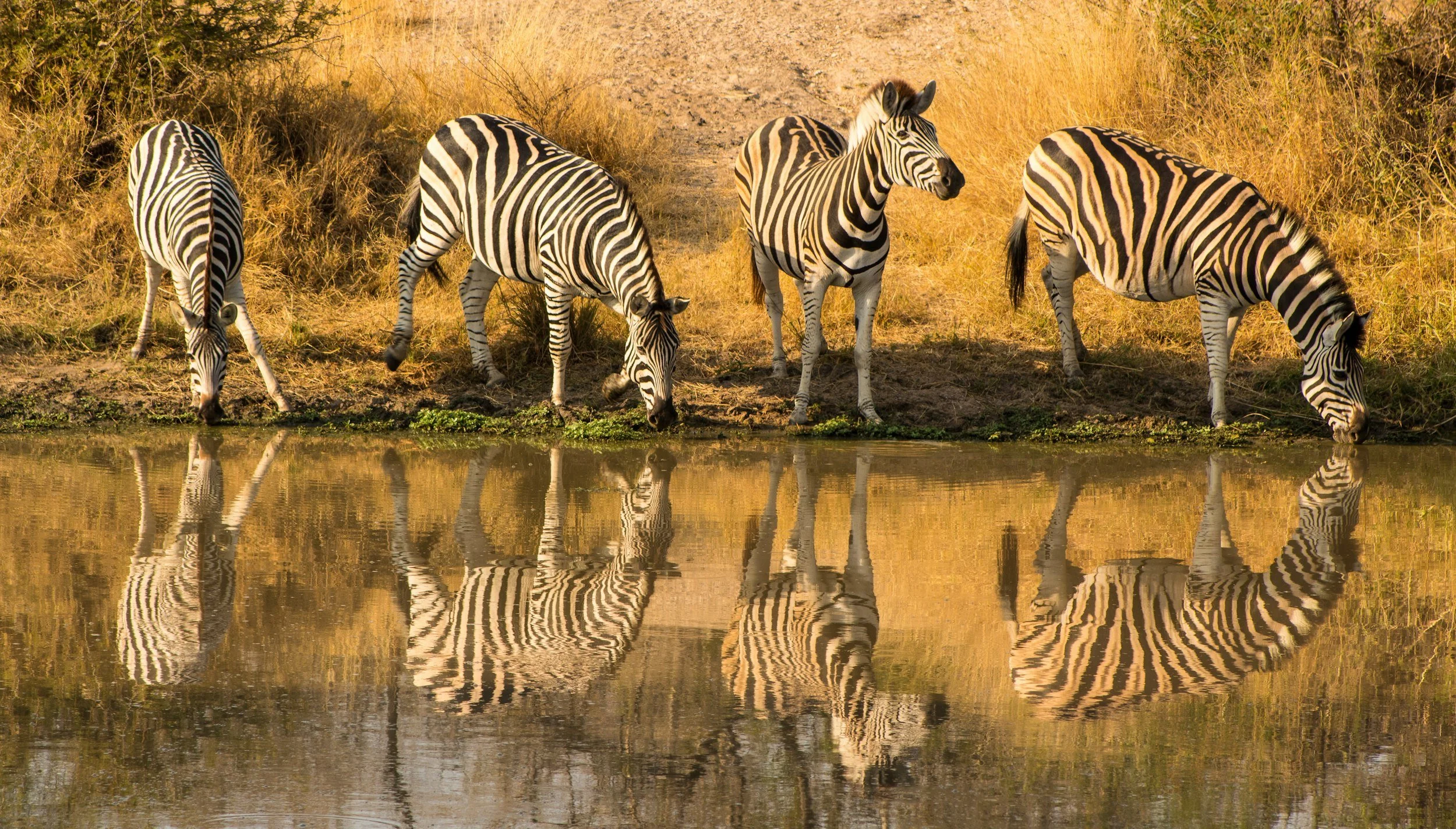 10-Day DIY African Safari Itinerary: South Africa, Victoria Falls and Botswana