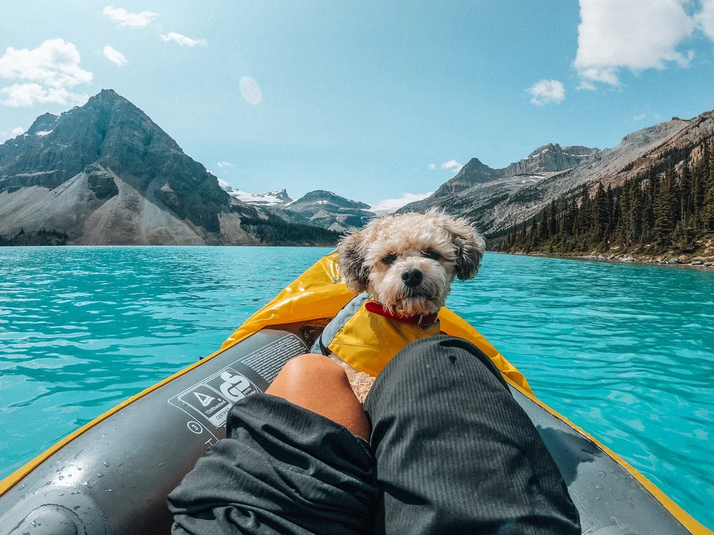 Pepper in a kayak on Bow Lake in front of the mountains