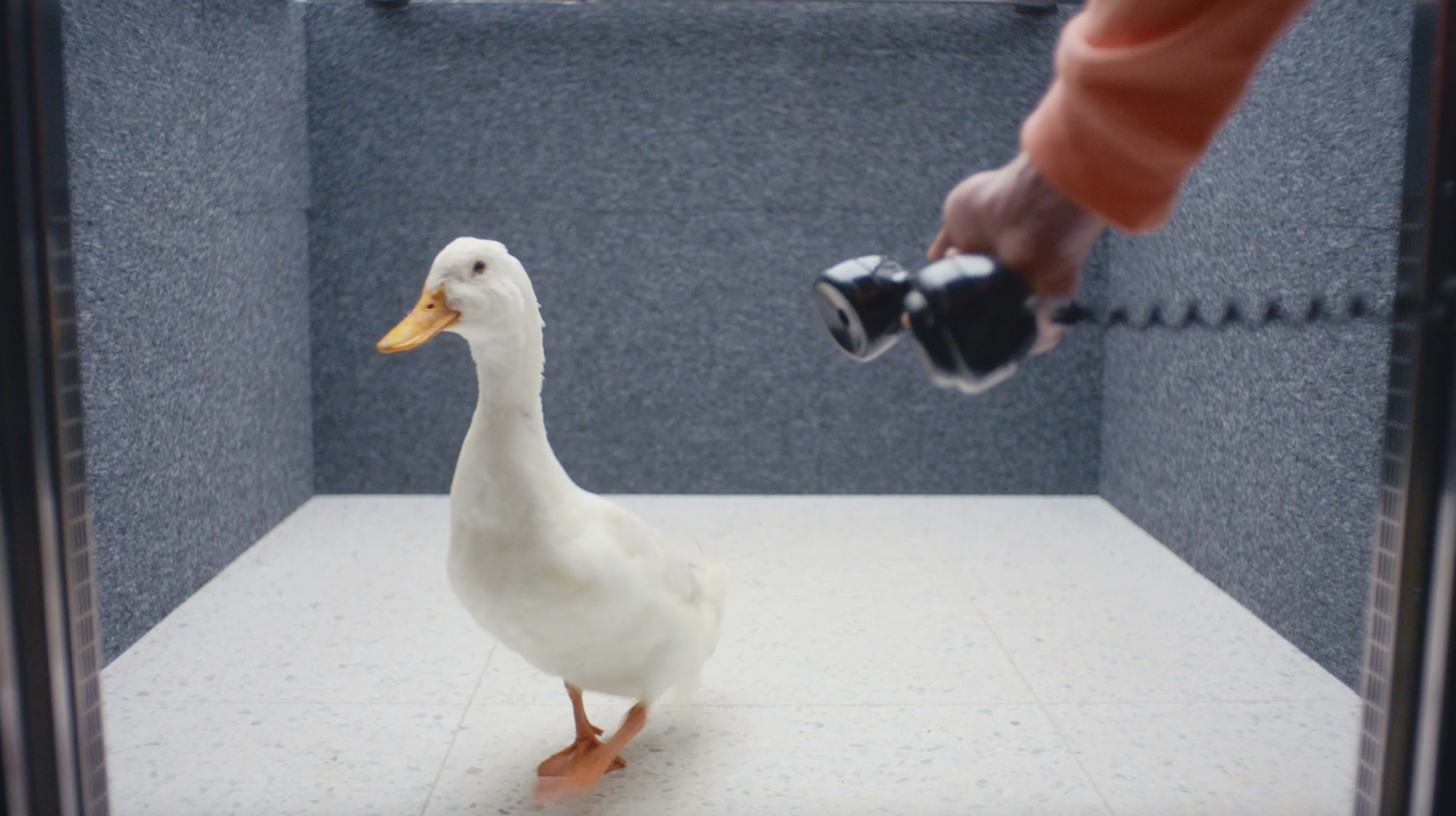 Palace x Vans 'Duck Up'