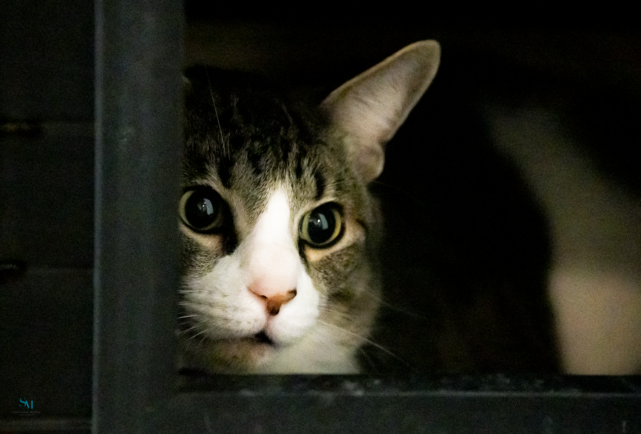 I Spy. Cat watching the activity in her playroom.