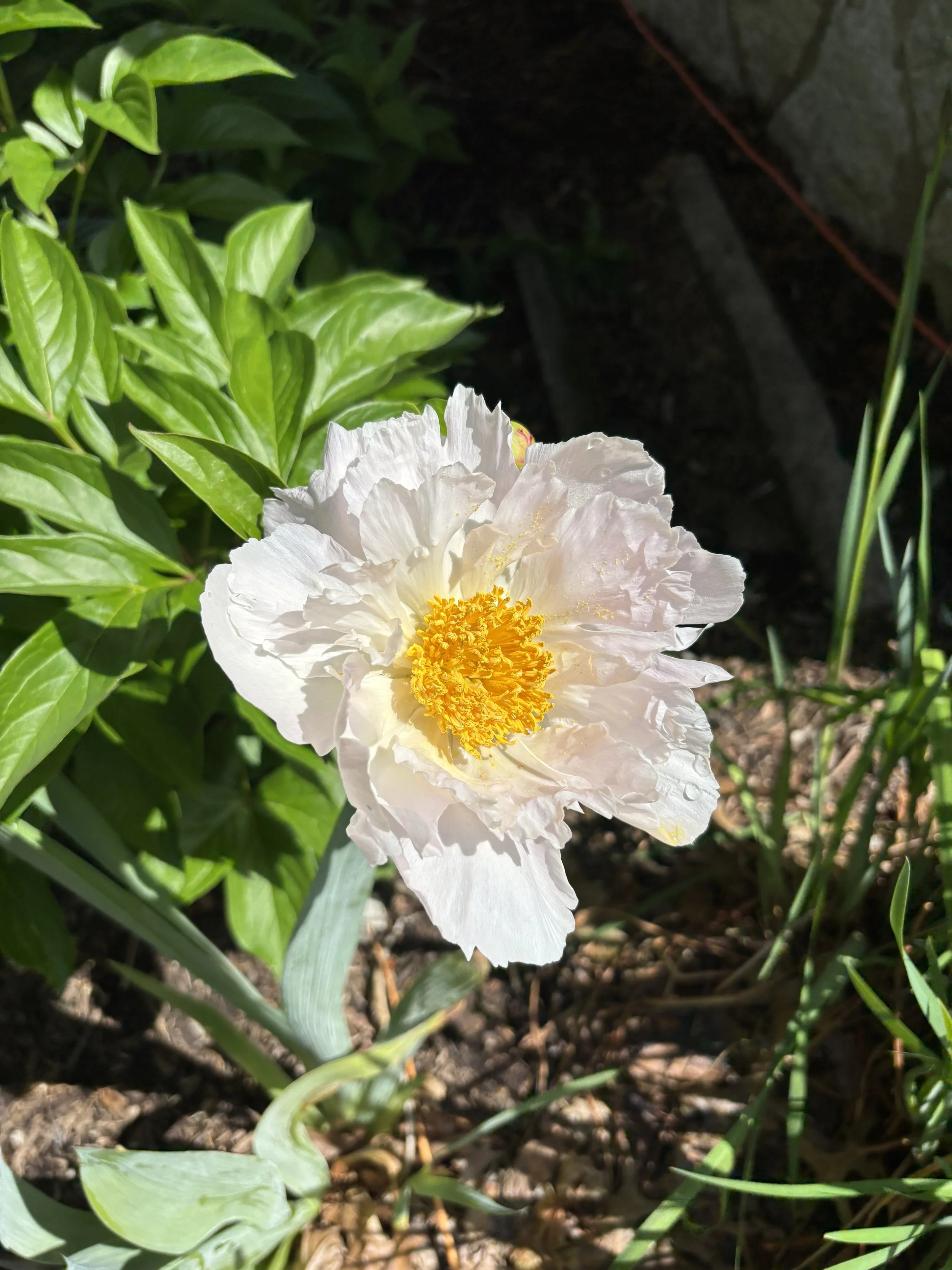 Rooted in Indiana: The Story Behind the State Flower