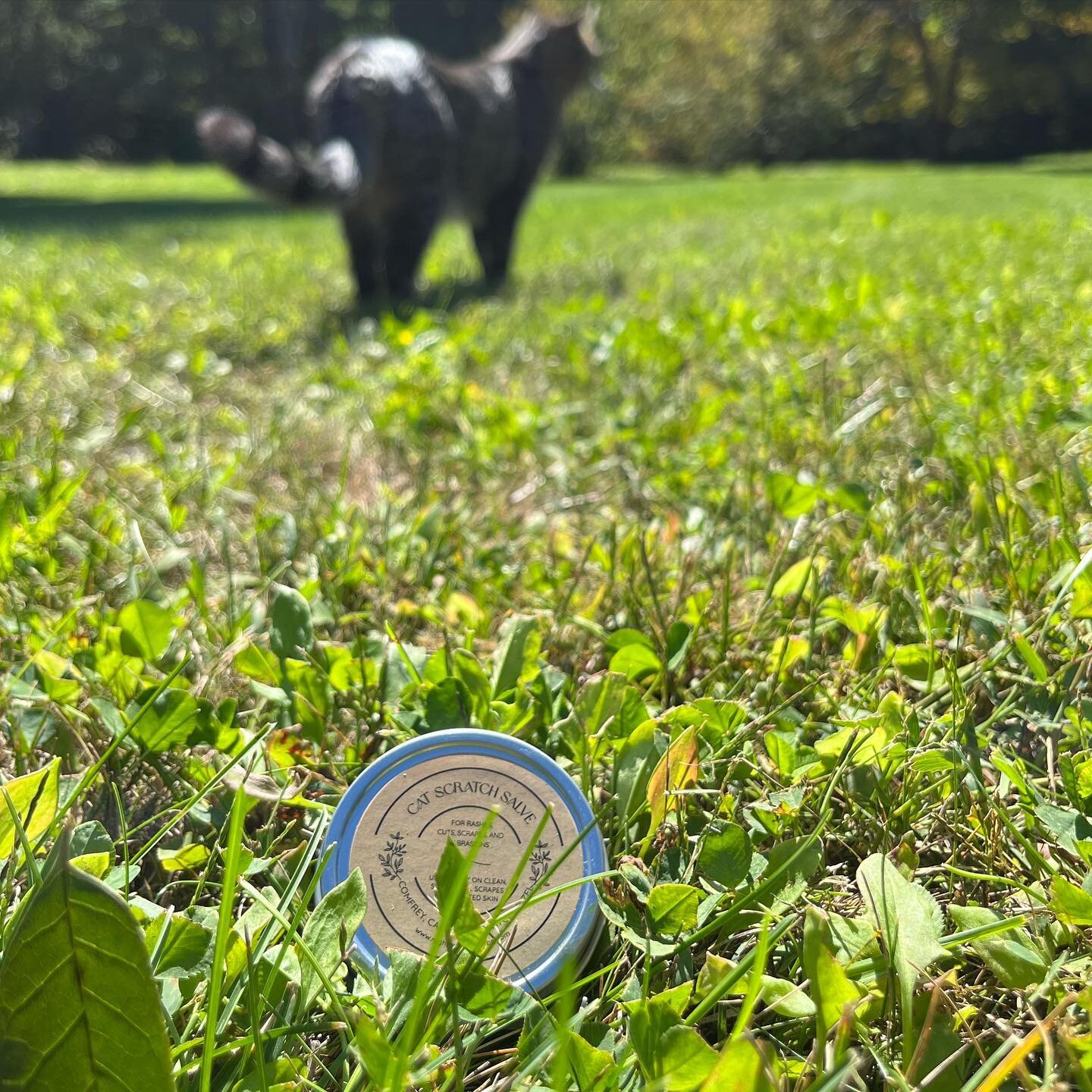 Cat Scratch Salve: An Ode to Pino (and all the scars on my forearms) 

NB: you do not need to own a cat to use this salve! Calendula, comfrey, and witch hazel make it healing for any superficial scrapes and scratches, or plain old irritated skin 🐱