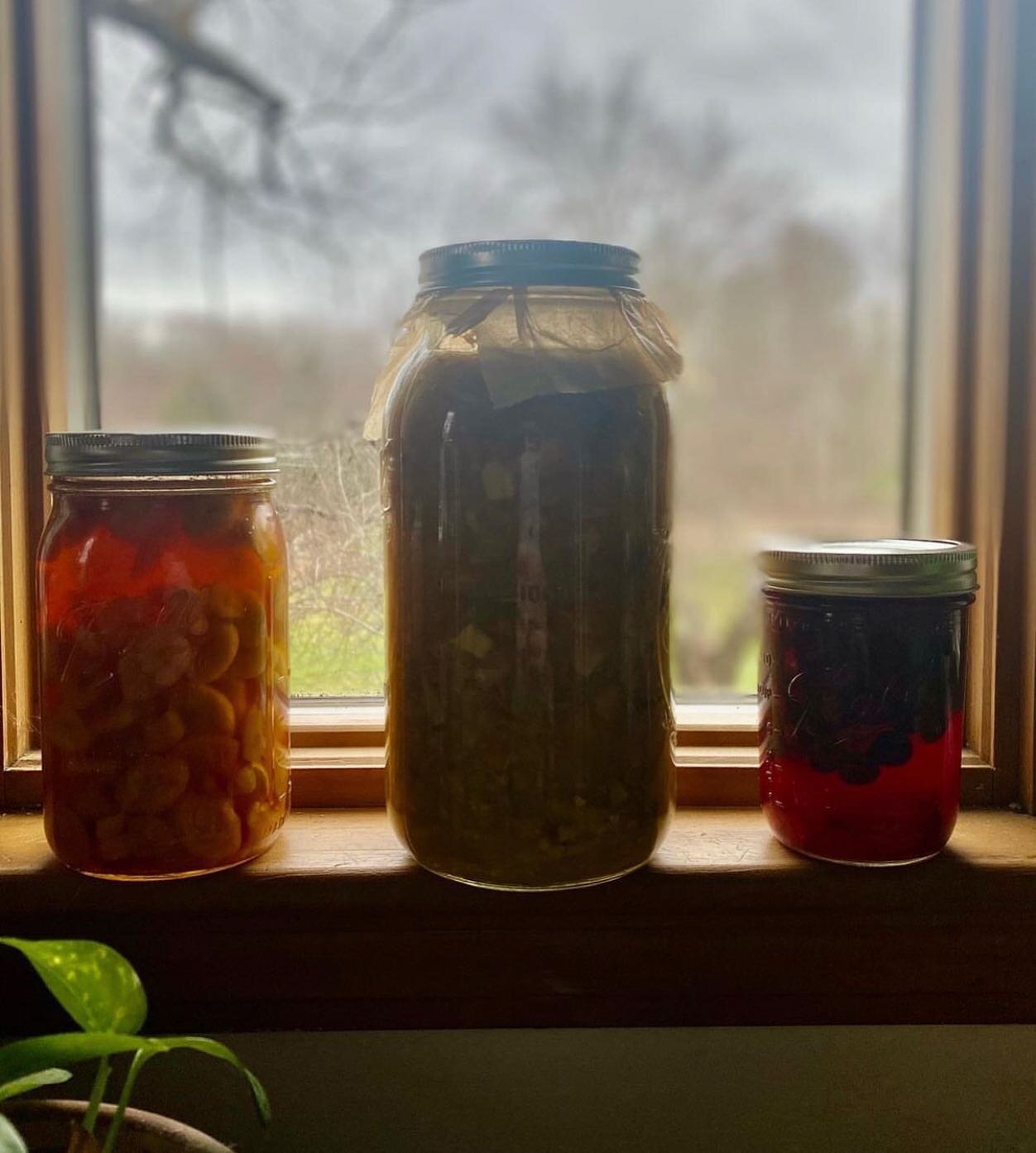 Winter medicine is brewing! Sign up for the 3rd annual Night Garden Winter&rdquo;Micro&rdquo; CSA, starting early December and running through March! 

Expect teas and tonics to fortify you through the long cold months, keep a bit of the summer garde