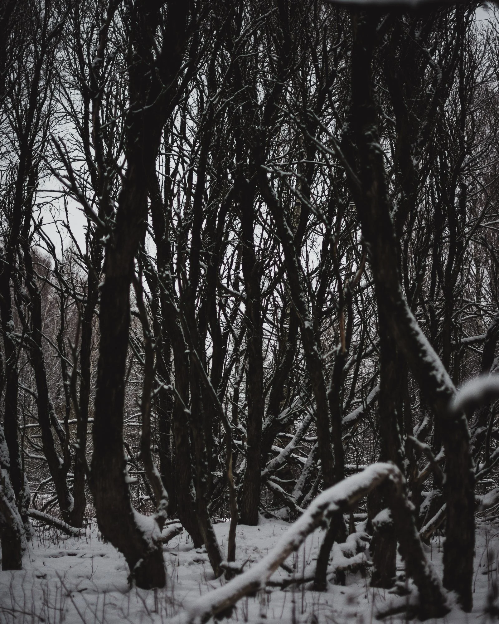 Snowy woodland creek framed by dark wood elements and bright snow.