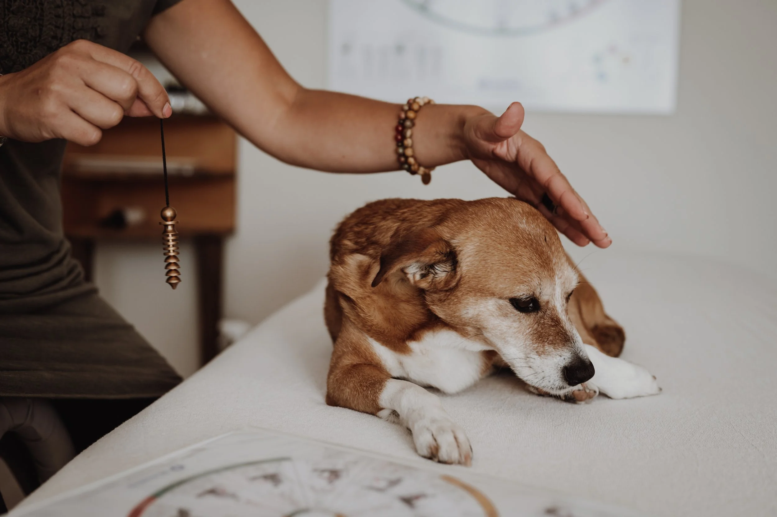 Ein Tierarzt behandelt einen Hund während einer Untersuchung in einer Tierarztpraxis.
