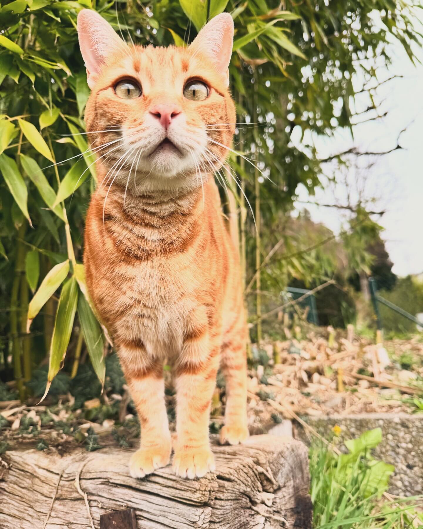 Pablo 🧡

#cat #catlover #redcat #roterkater #catsofinstagram #katzen #katzenleben #freig&auml;nger #freig&auml;ngerkatze #katzengl&uuml;ck #dankbar #onlygoodvibes