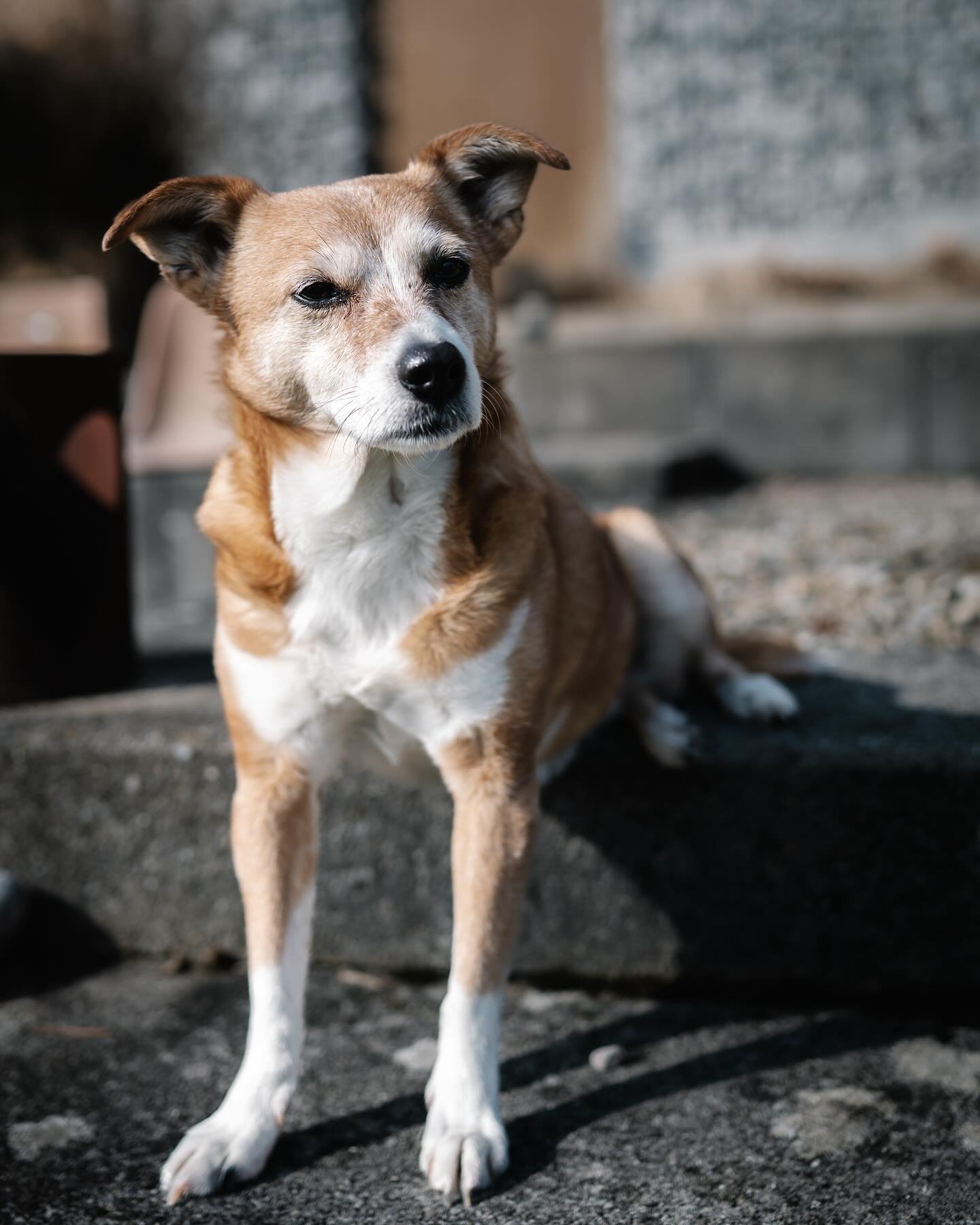 Liebste Lou

So mancher Kampf haben wir zusammen gewonnen, den letzten haben wir leider verloren. Ich weiss noch gar nicht wie das gehen soll, schliesslich warst du fast 9 Jahre 7x24 mein Schatten, besser gesagt, die allerbeste Begleiterin die man si