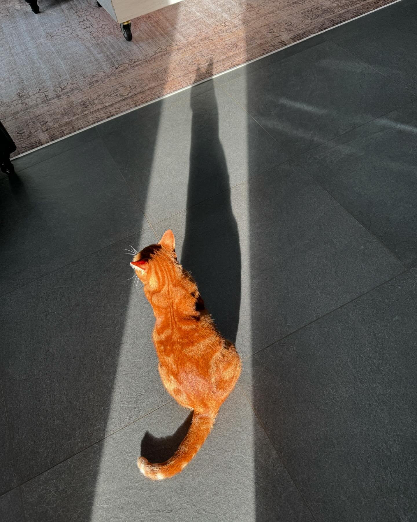 Sonnen -oder Schattenseite?
Perspektivenwechsel? ☀️💕

#coaching #lifecoaching #spirituallifecoaching #sonnenseite #schattenseite #schattenanteile #perspektive #perspektivenwechsel #transformieren #bekind #cat #redcat #love #catlife #happycats #catlo