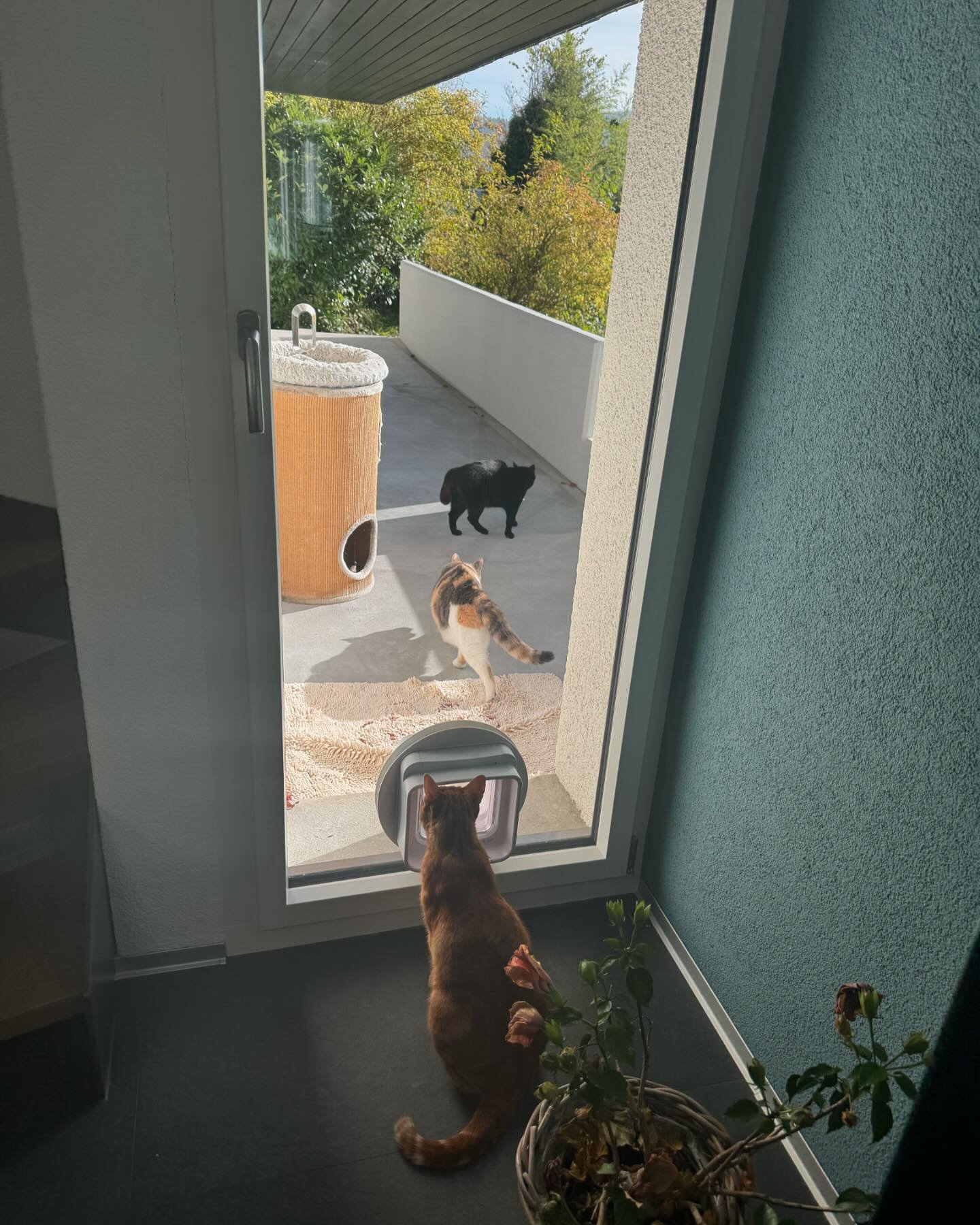 Und da haben wir auf einmal alle 3 zusammen 😸
Soraya hat Fay erz&auml;hlt, dass sie eigentlich auch hier zu Hause sei. Fay ist noch kritisch und Pablo schaut sich das ganze lieber von drinnen an😸
Alles friedlich.. Ende gut, alles gut!?

#katzen #ad