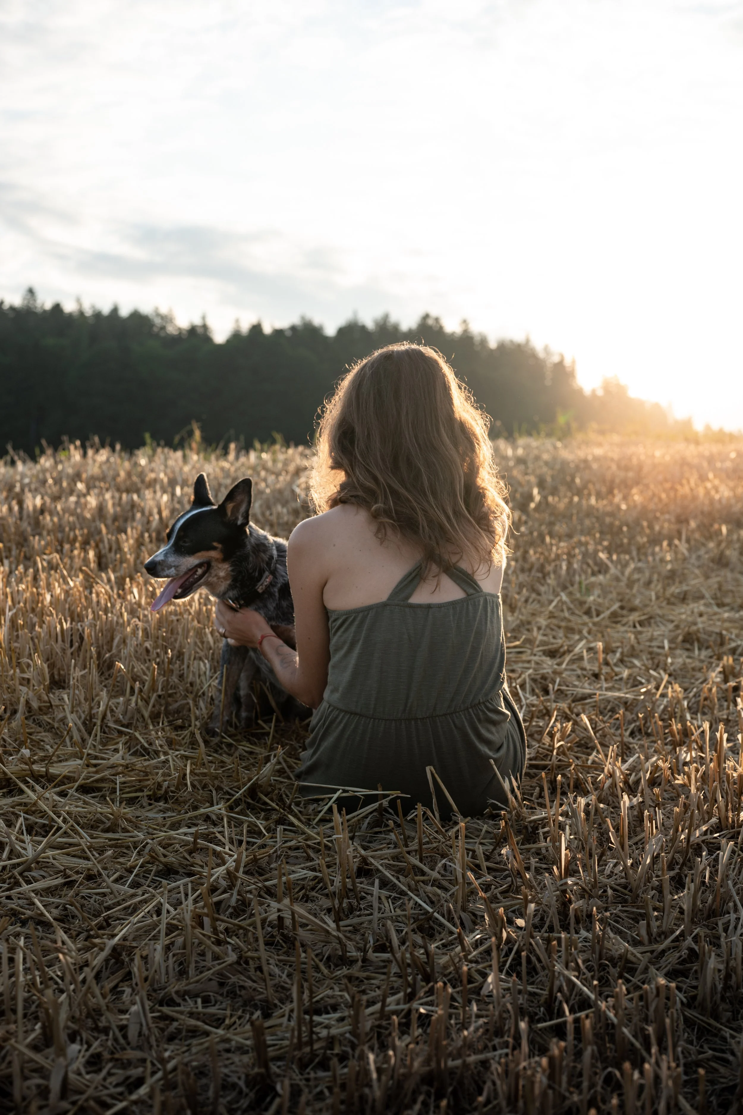 Junge Frau sitzt im Getreidefeld bei Sonnenuntergang und hält einen schwarzen Hund mit weißen Abzeichen auf dem Bauch, beide genießen den Moment der Natur.