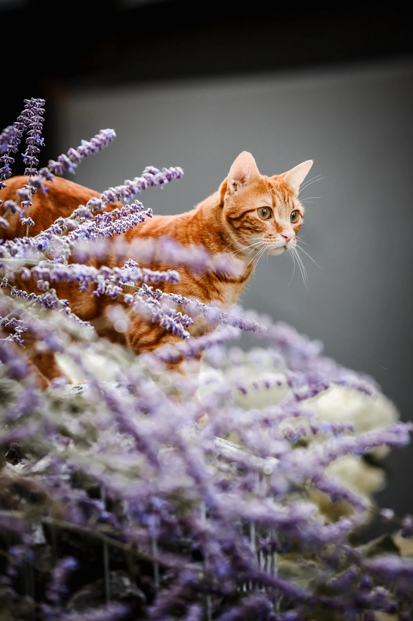 Eine orange Katze, die zwischen Lavendelblumen sitzt und aufmerksam in die Ferne schaut.