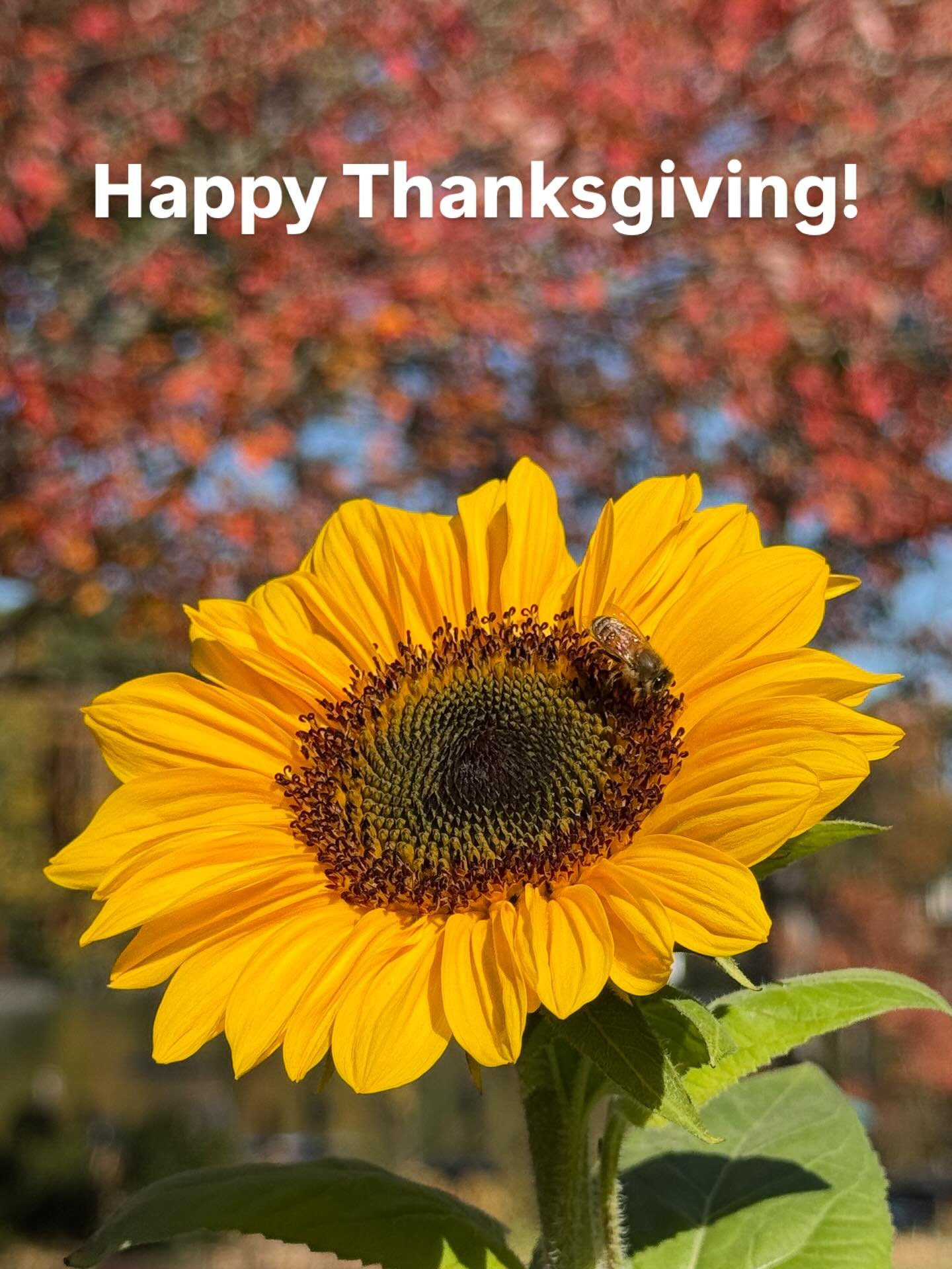 Happy Thanksgiving! May your day be filled with gratitude, peace, love, joy, laughter and fellowship. Keep smiling! Colin

#thanksgiving #peace #fellowship #love #life