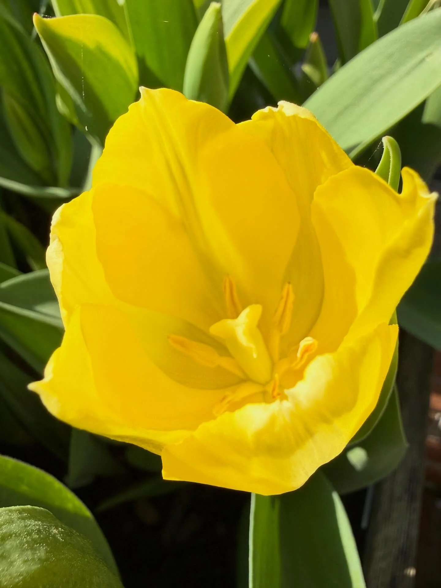 I love spring! I love my garden! So many crazy days lately. Instant peace and a true reset. So full of gratitude. Happy Easter Eve! Keep smiling! Lots of love! Colin 

#love #peace #grateful #mygarden #spring