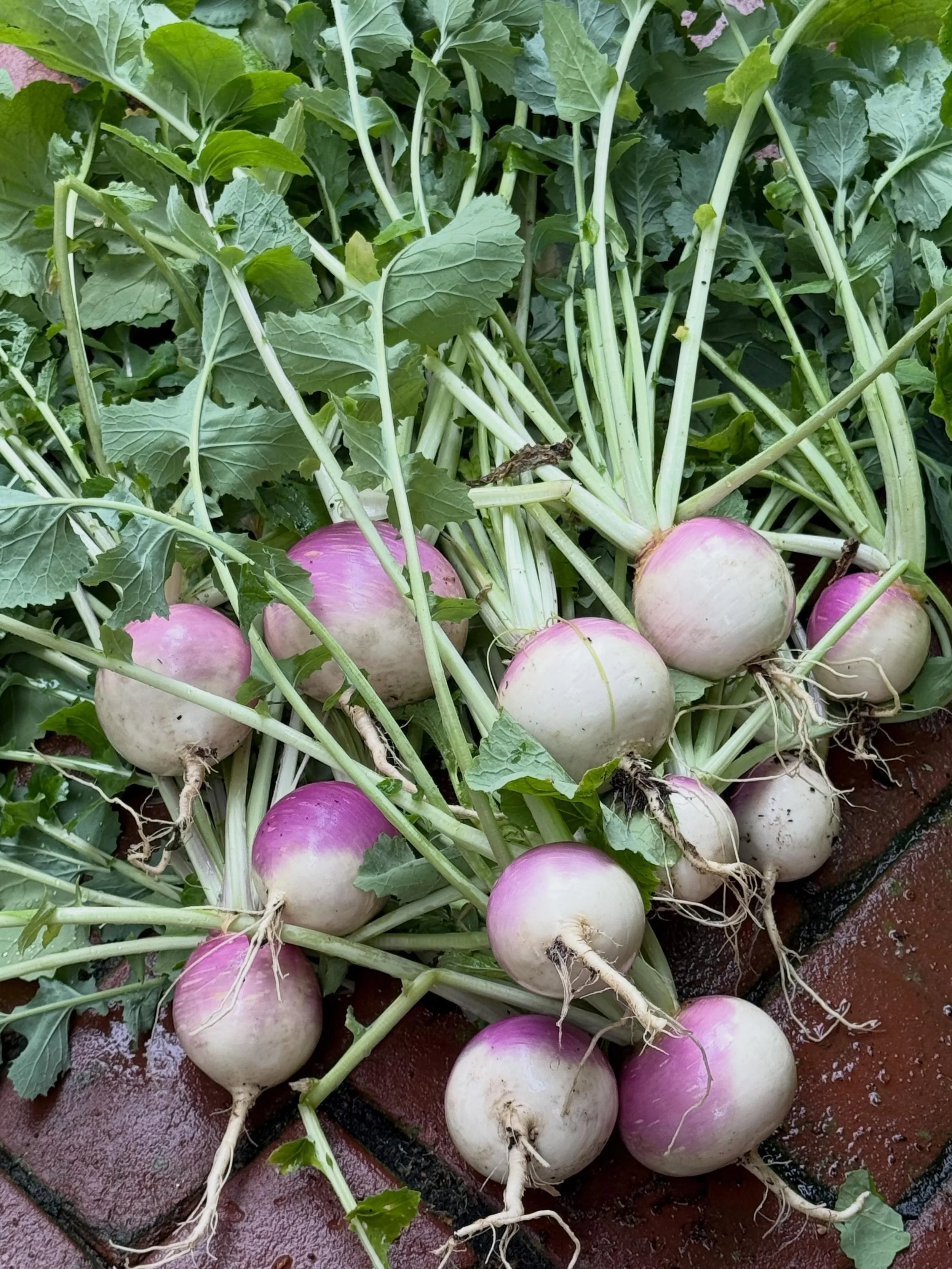 Just harvested! Grow a garden! It feeds, your mind, body and soul! Keep smiling! Colin 

#mygarden #organic #homegrown #healthyeating #healthy