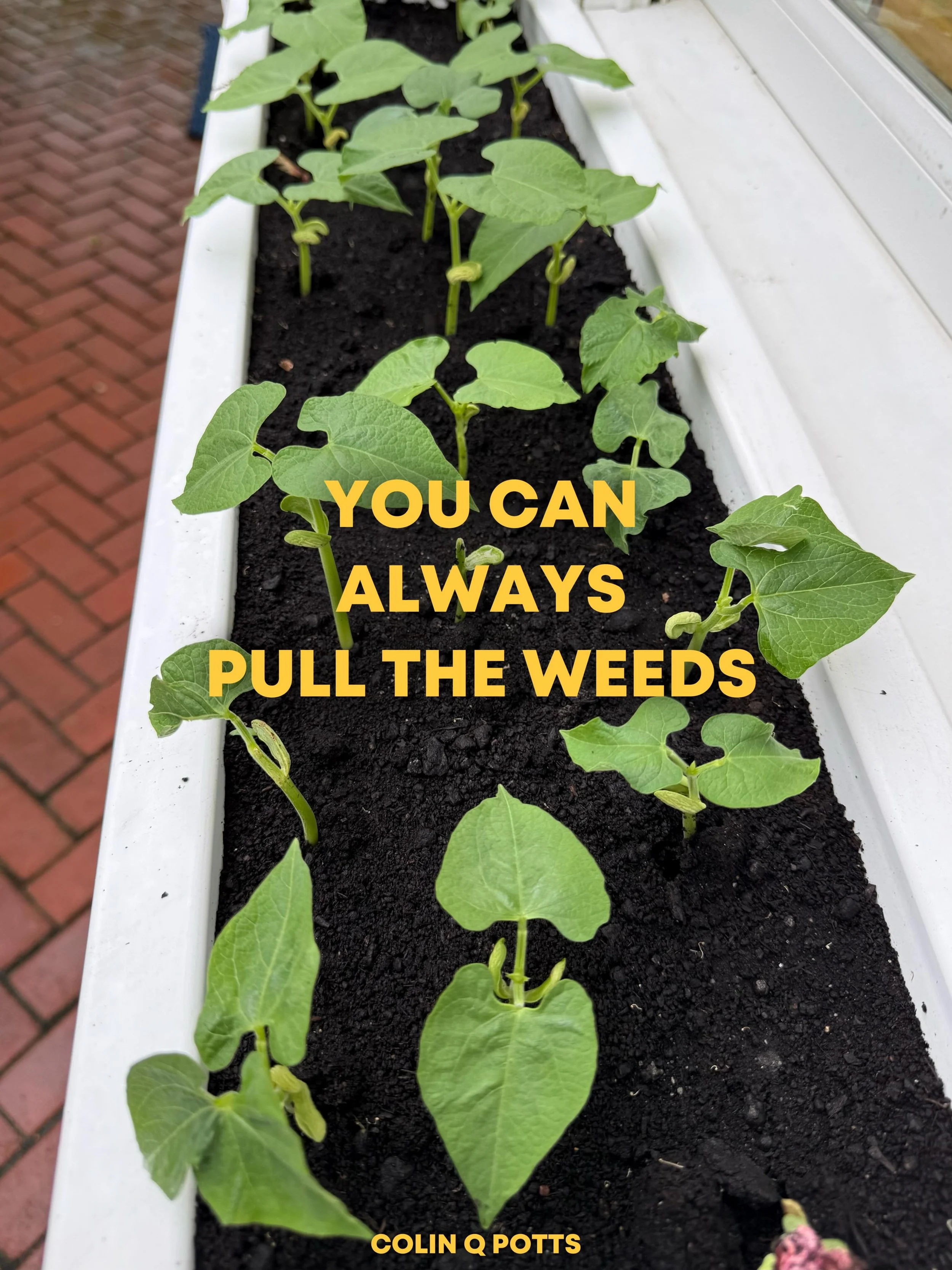 You Can Always Pull the Weeds

&ldquo;Your mind is a garden. Your thoughts are the seeds. The harvest can either be flowers or weeds.&rdquo; &mdash; William Wordsworth

I love this quote. I have to admit it: I am a seed junkie.

Every January, when t