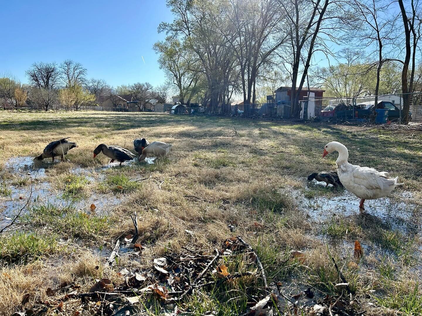 First flood of the year, and happy geese!

#floodirrigating #chispasfarm #albuquerque #geese