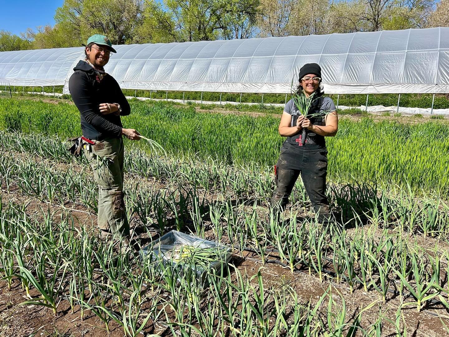 First harvest for the first @downtowngrowers market this weekend! Such a sweet day. We&rsquo;re excited to bring our ABQ community greens and radishes and green garlic and peas and herbs and special seed saved from past Chispas seasons. 🤩 

Flip thr